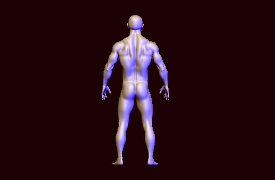 base mesh anatomy  Low-poly 3D model_4