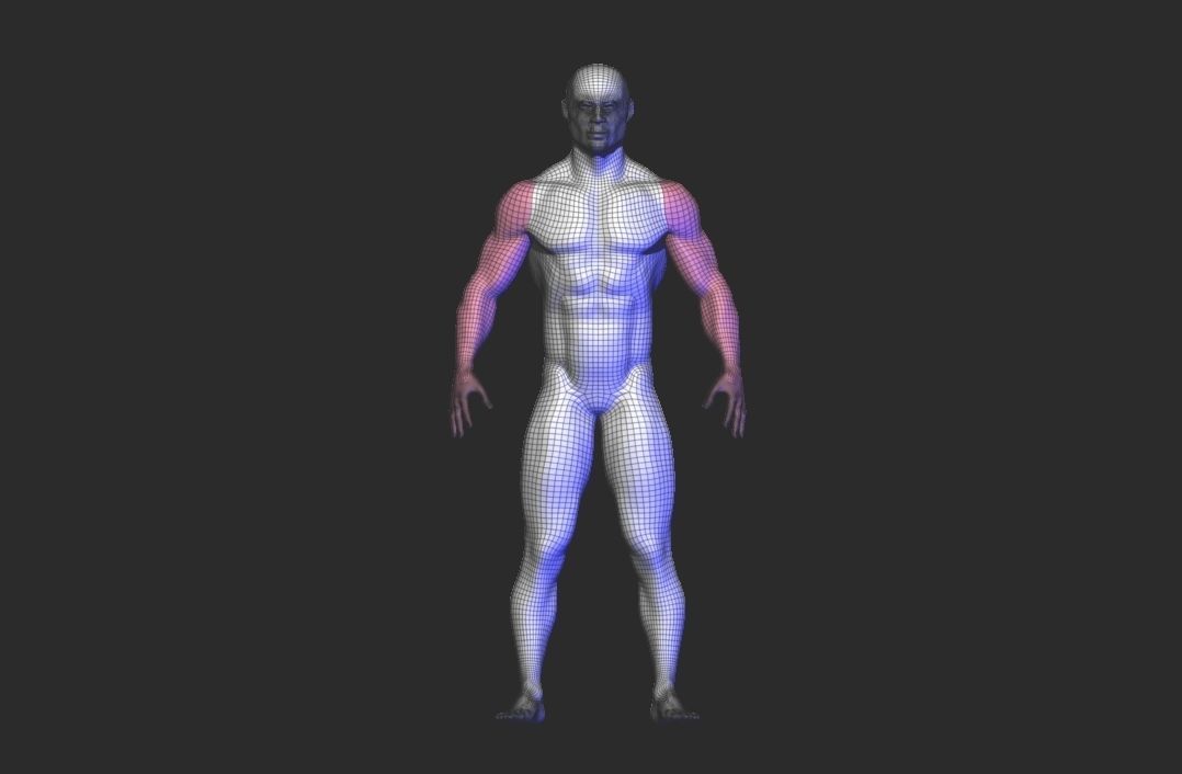 base mesh anatomy  Low-poly 3D model_12