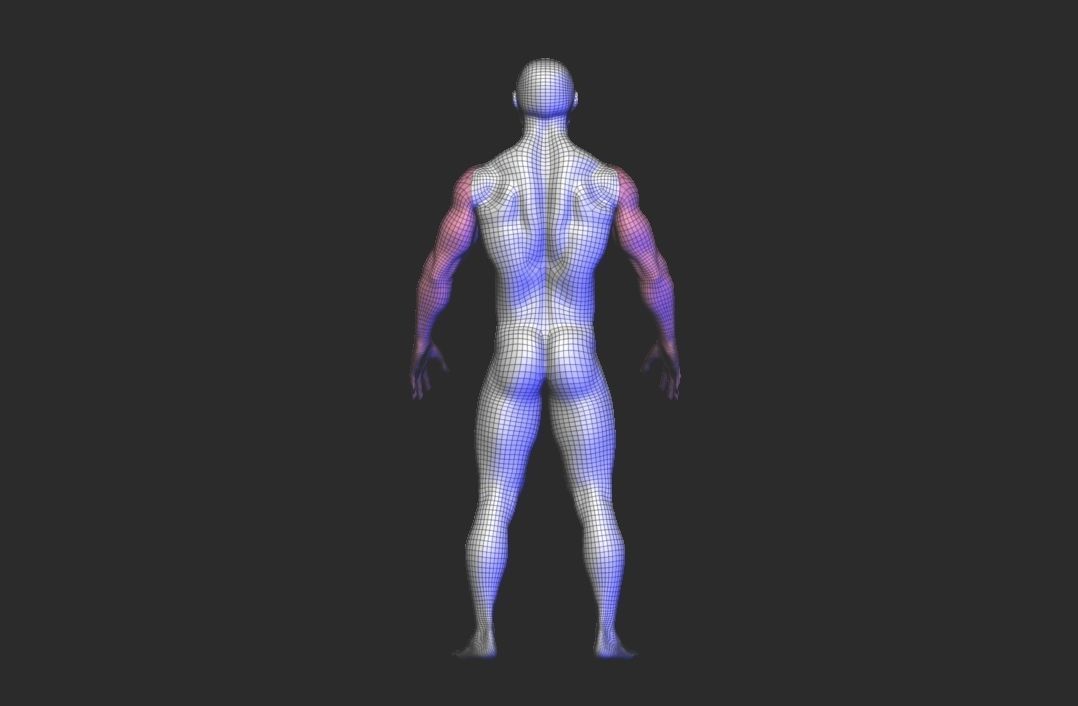base mesh anatomy  Low-poly 3D model_14