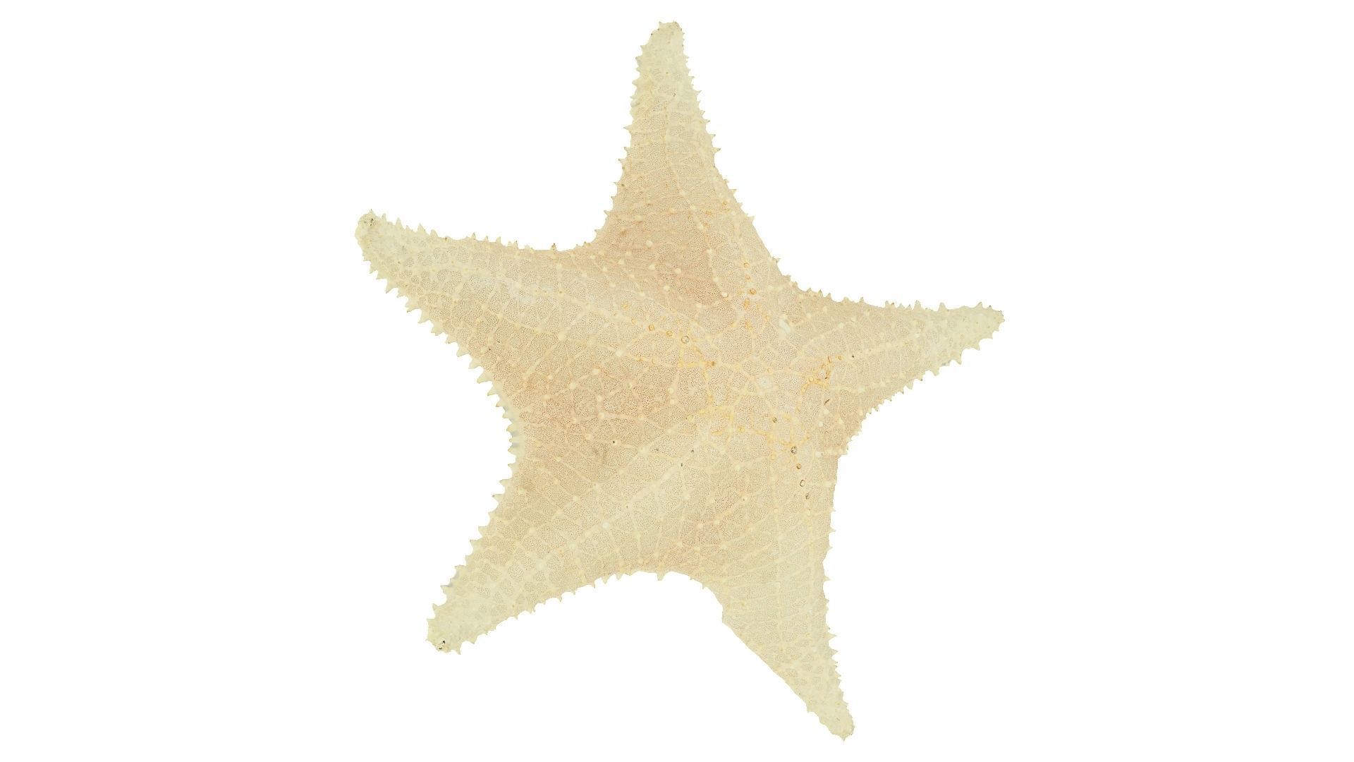 White Natural Starfish Raw Scanned 3D model_2