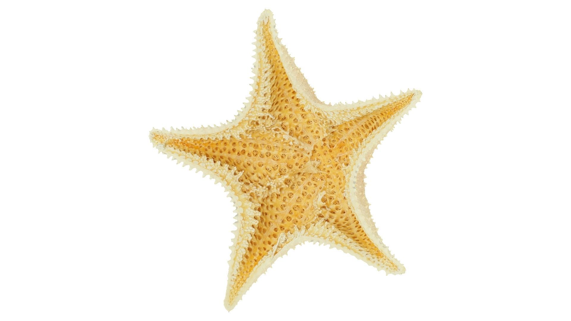 White Natural Starfish Raw Scanned 3D model_4