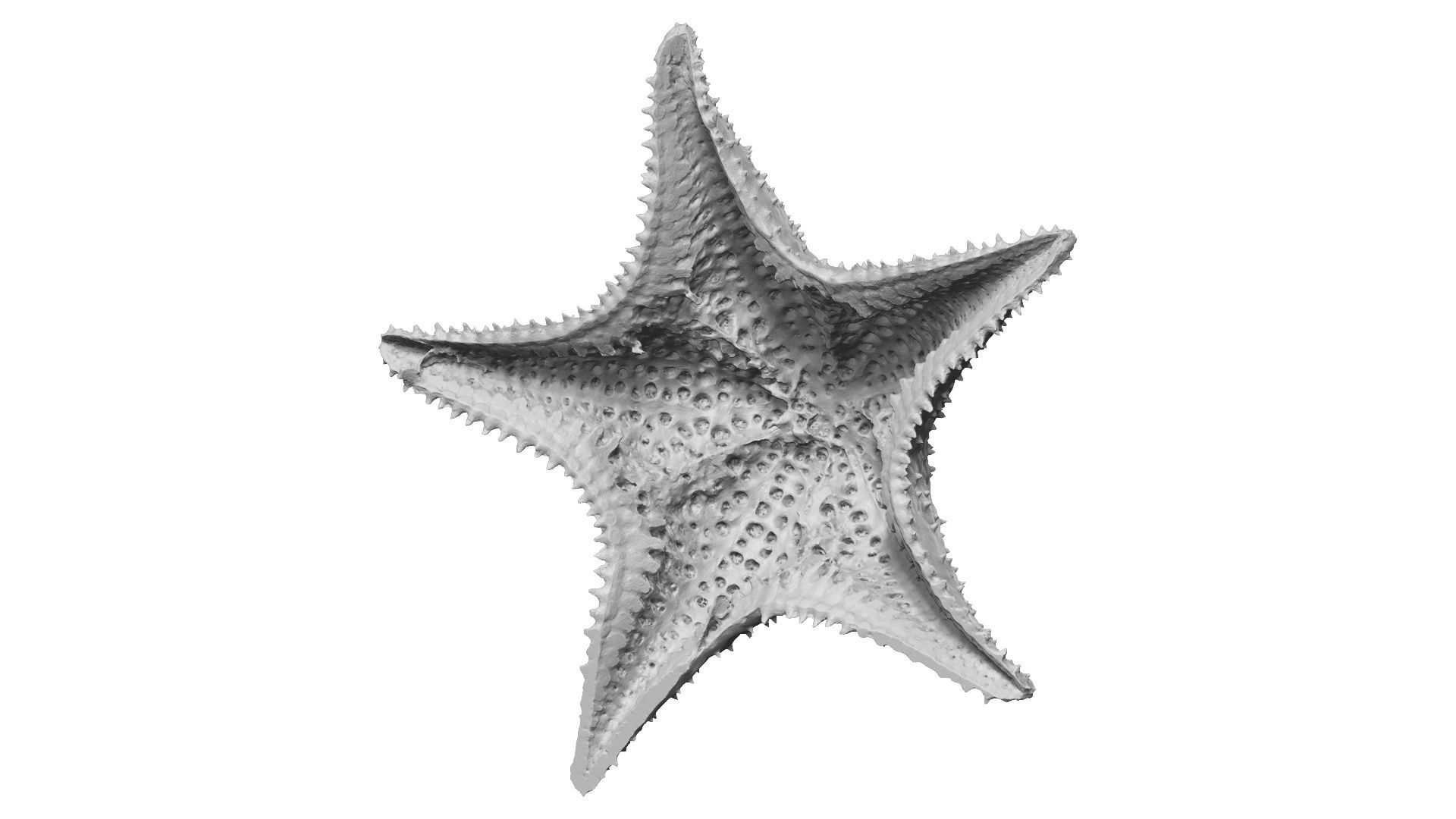 White Natural Starfish Raw Scanned 3D model_11