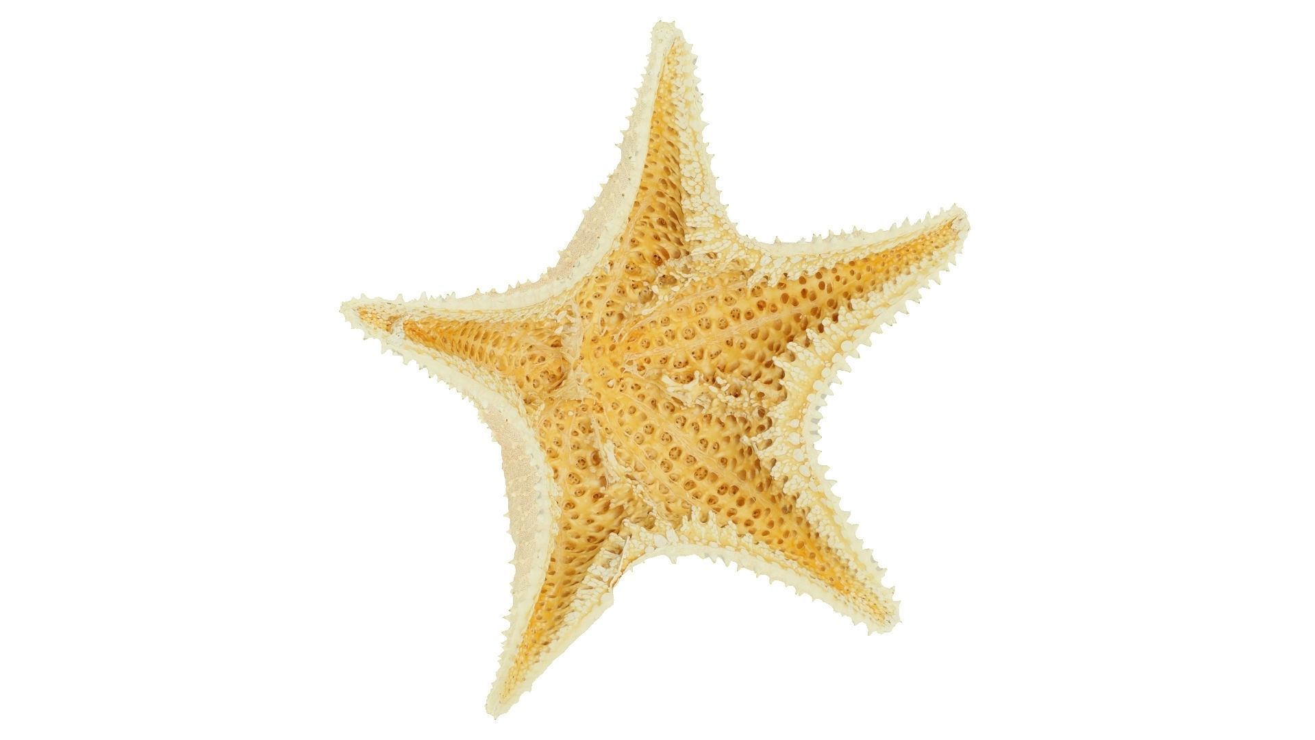 White Natural Starfish Raw Scanned 3D model_5