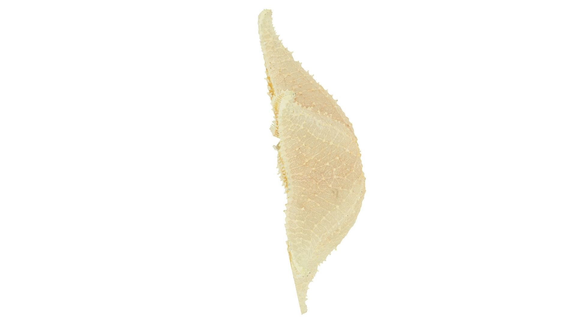 White Natural Starfish Raw Scanned 3D model_3