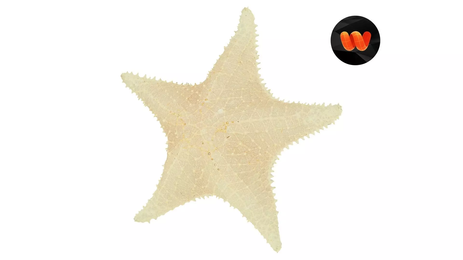 White Natural Starfish Raw Scanned 3D model_0