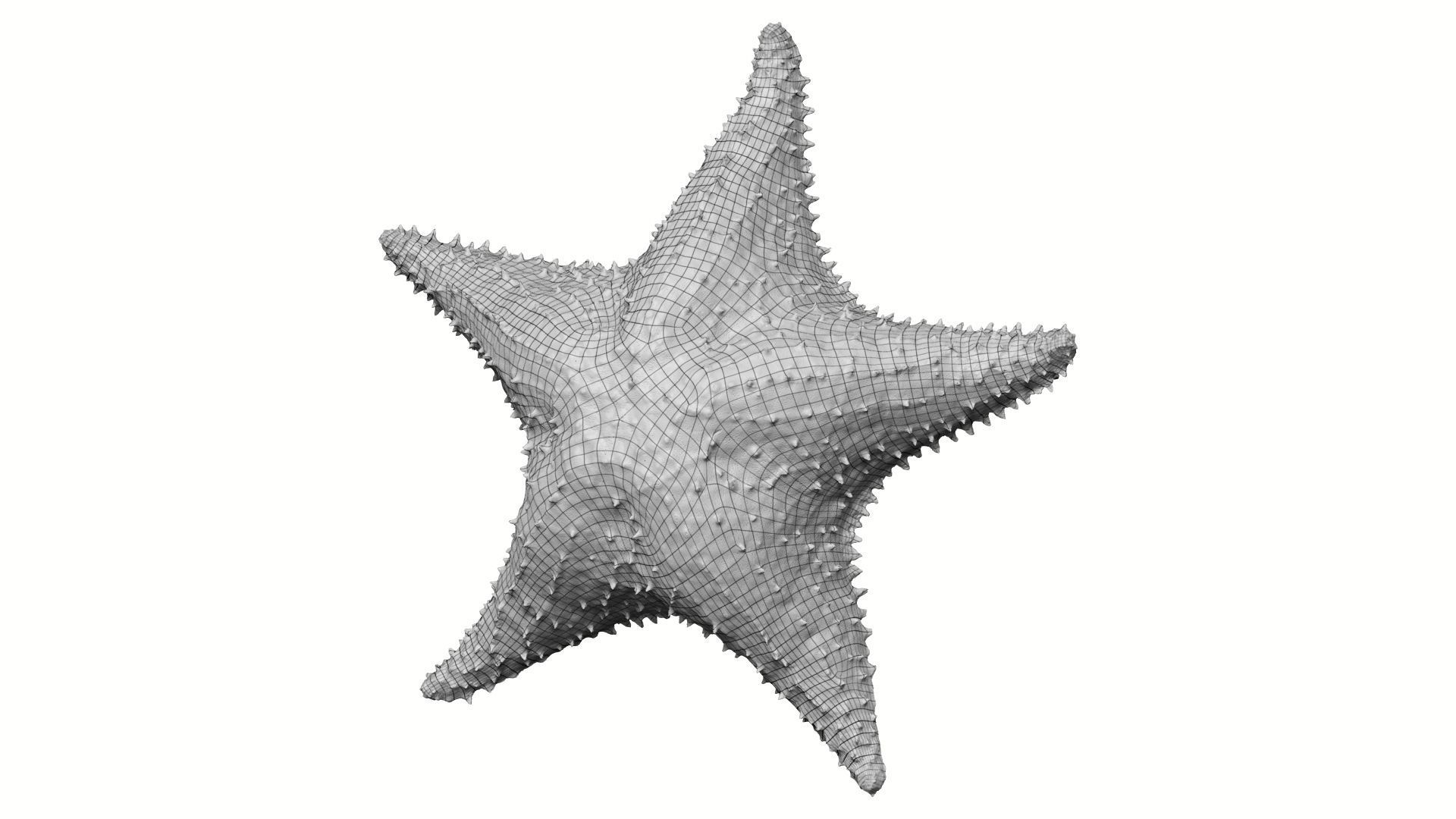 White Natural Starfish Raw Scanned 3D model_8