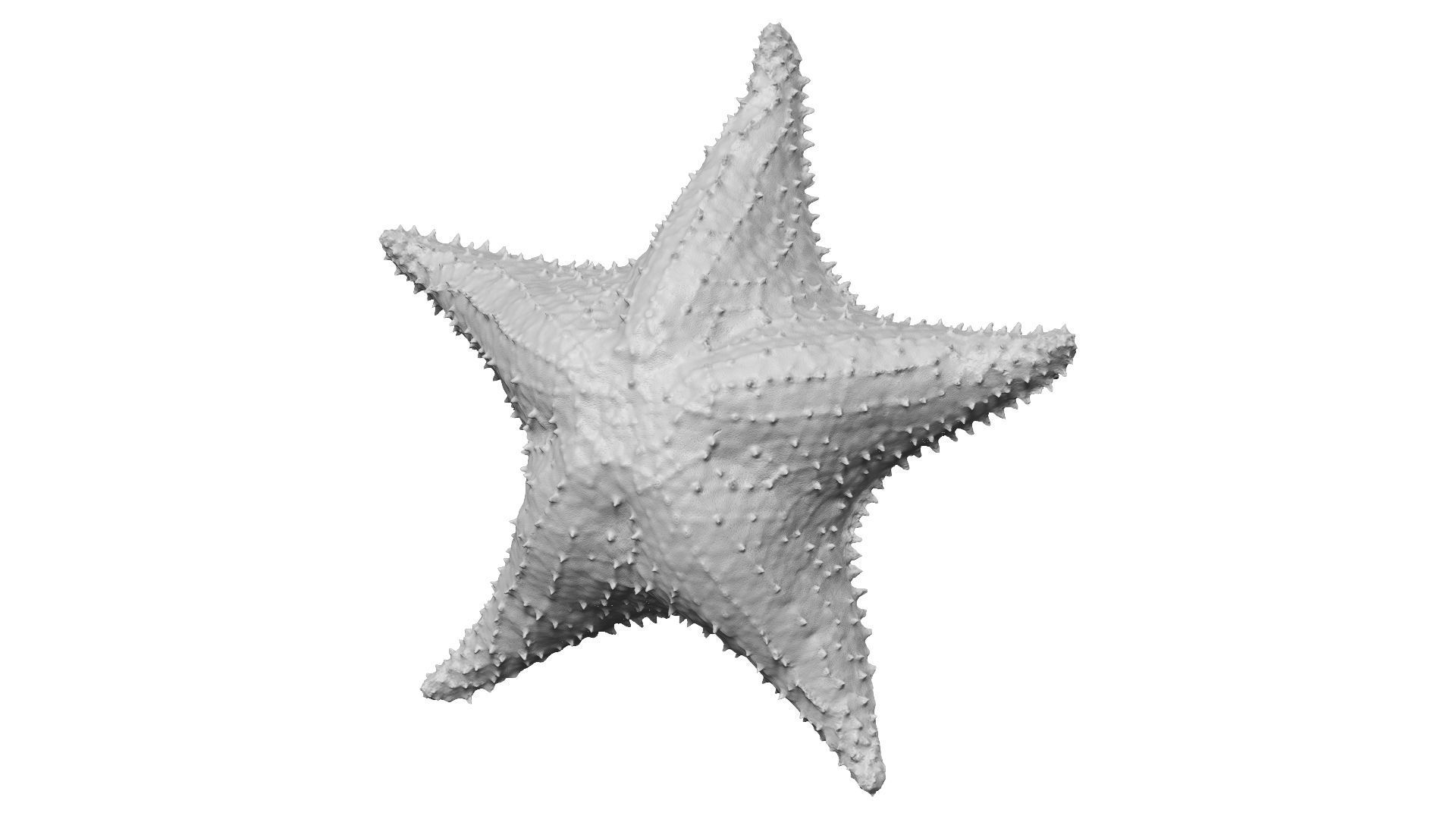White Natural Starfish Raw Scanned 3D model_1