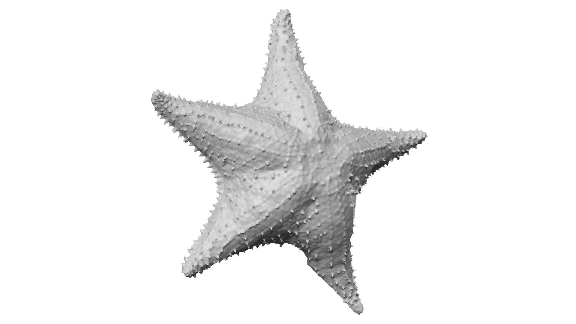White Natural Starfish Raw Scanned 3D model_9