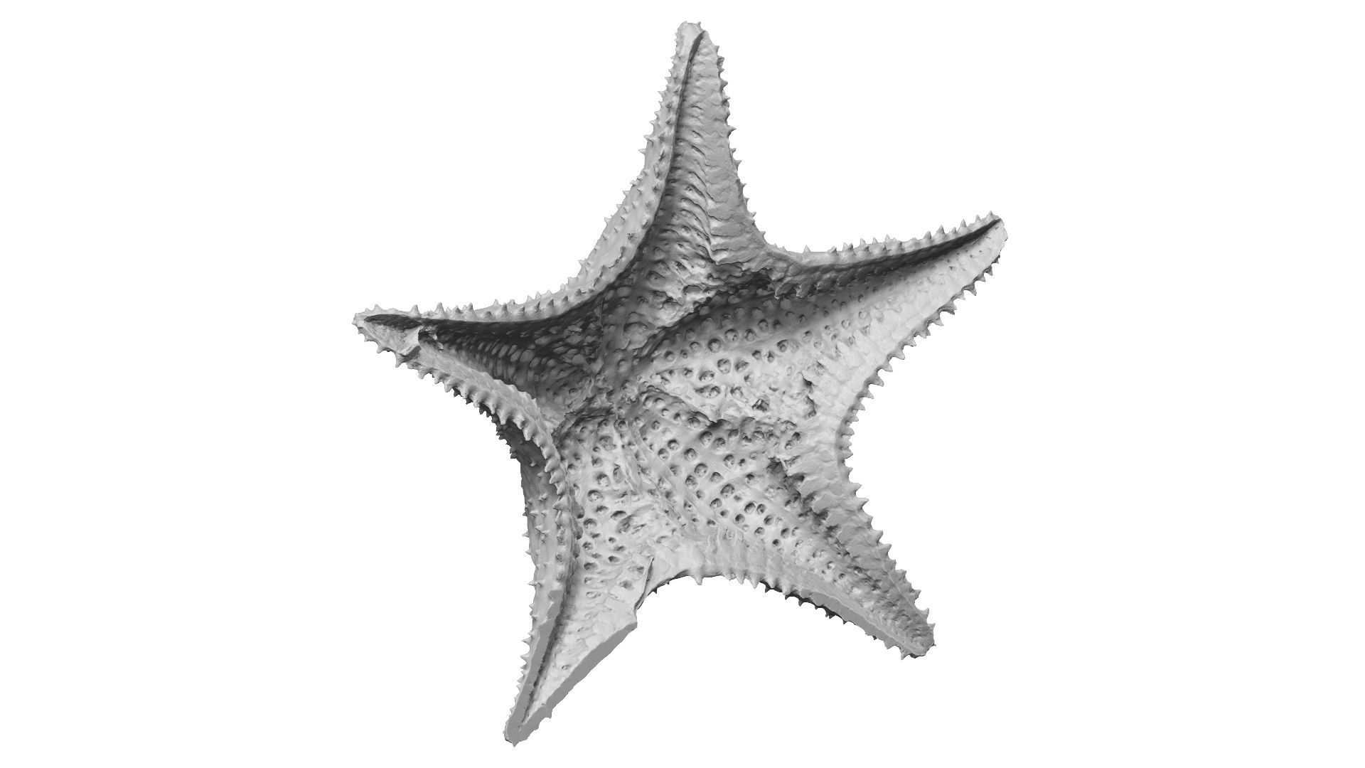 White Natural Starfish Raw Scanned 3D model_12