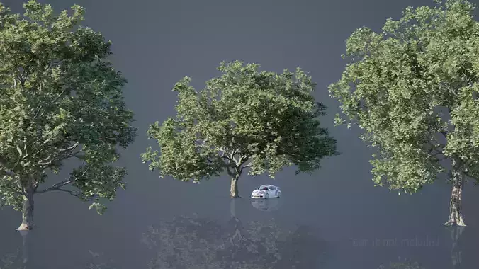 White Oak Trees Low-poly 3D model