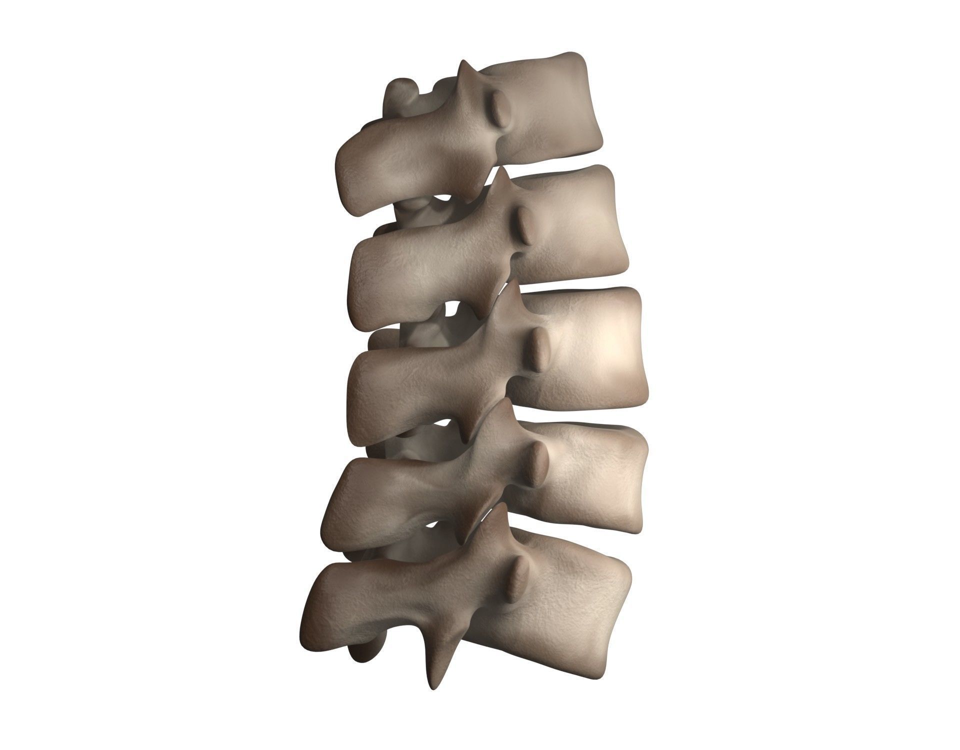Lumbar Spine 3D model_6