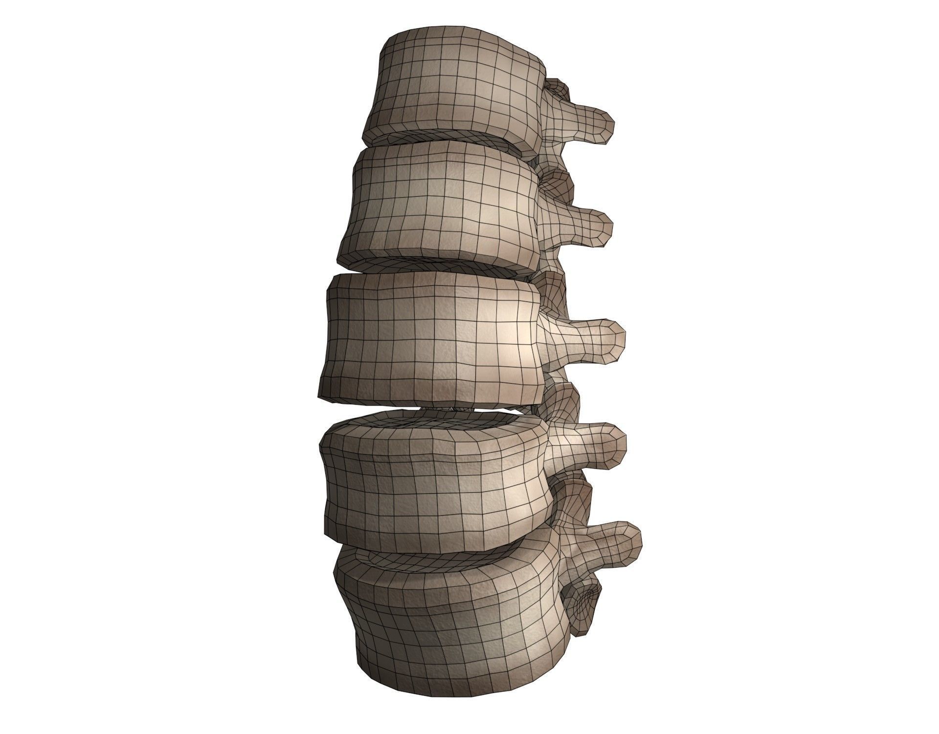 Lumbar Spine 3D model_17