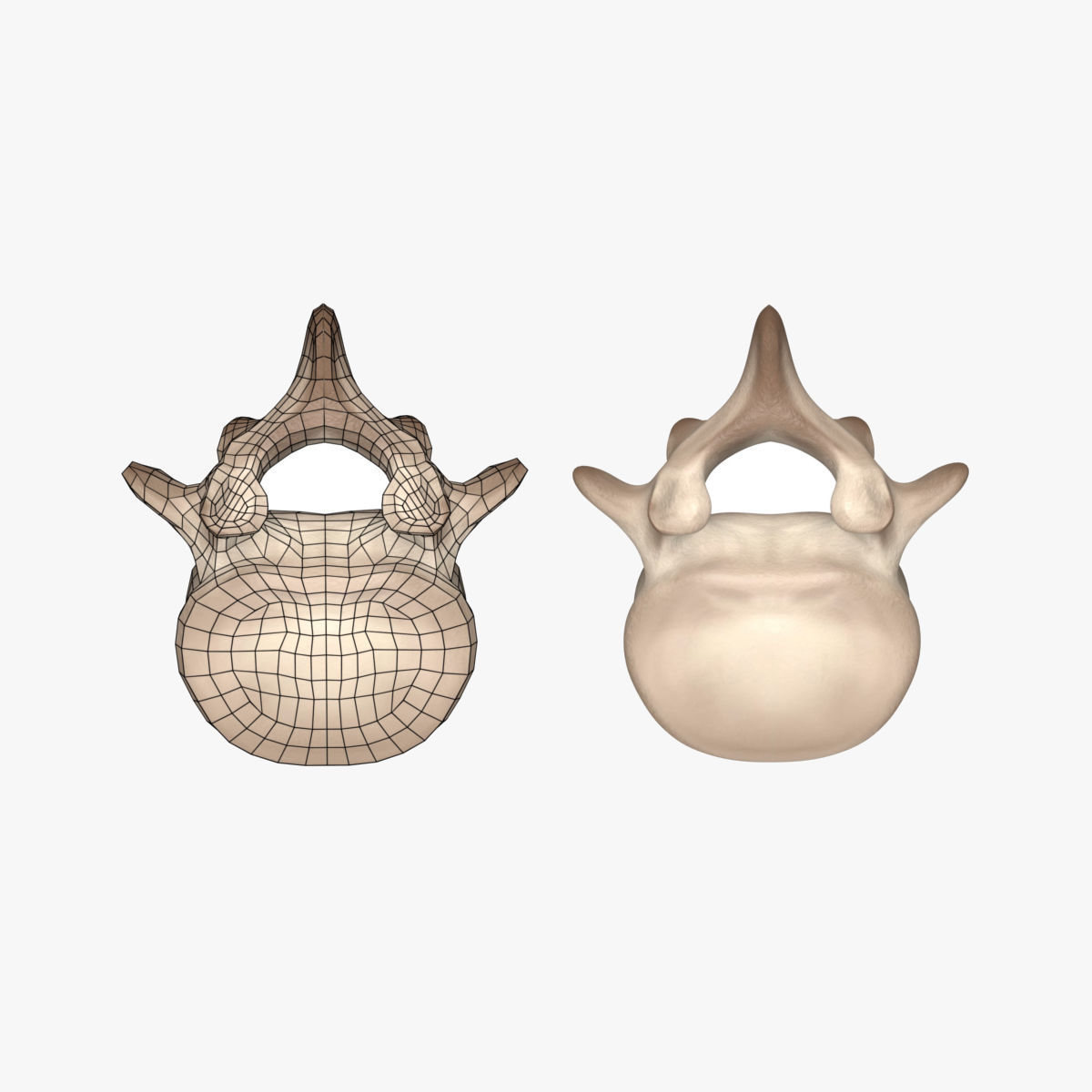 Lumbar Spine 3D model_1