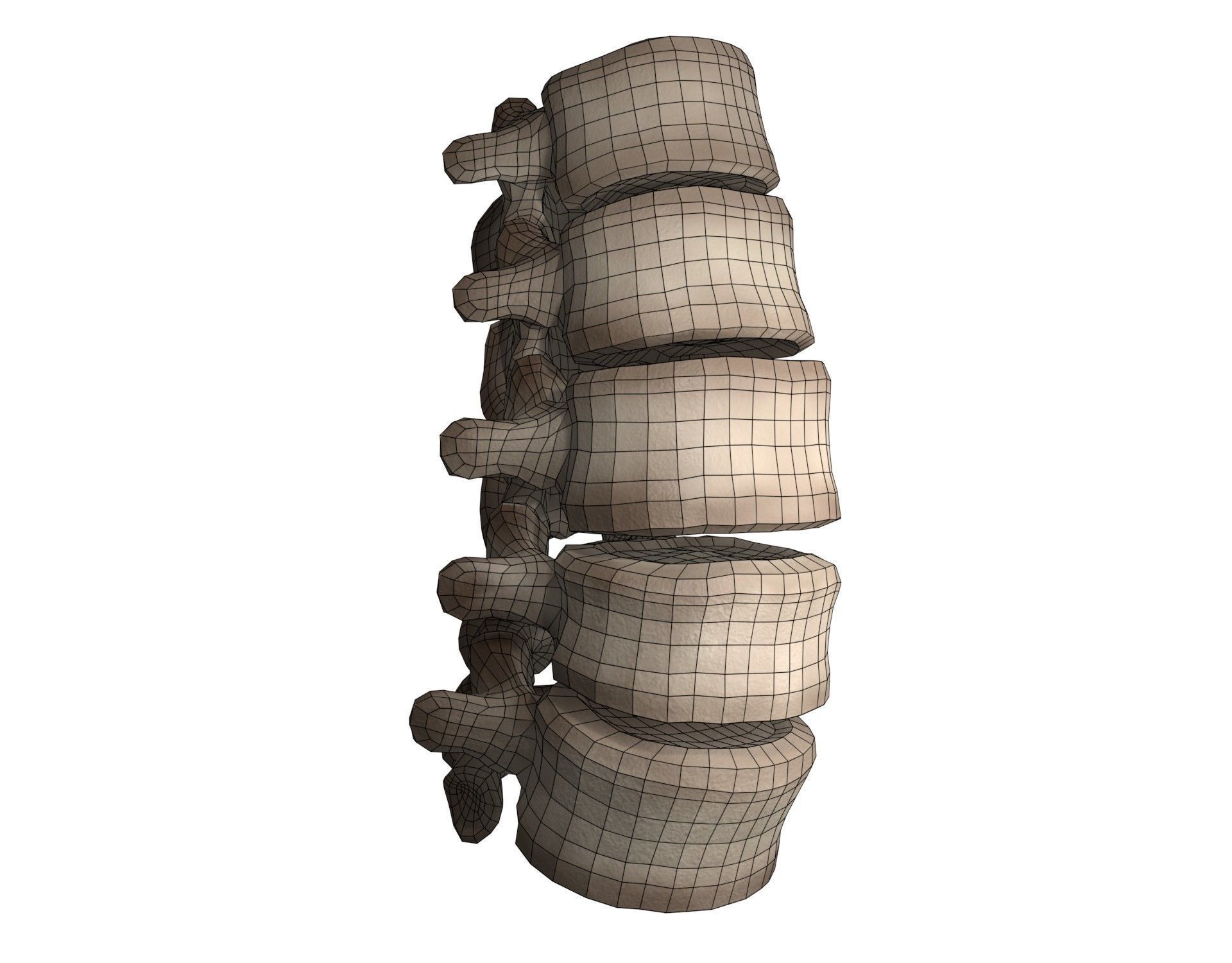 Lumbar Spine 3D model_3