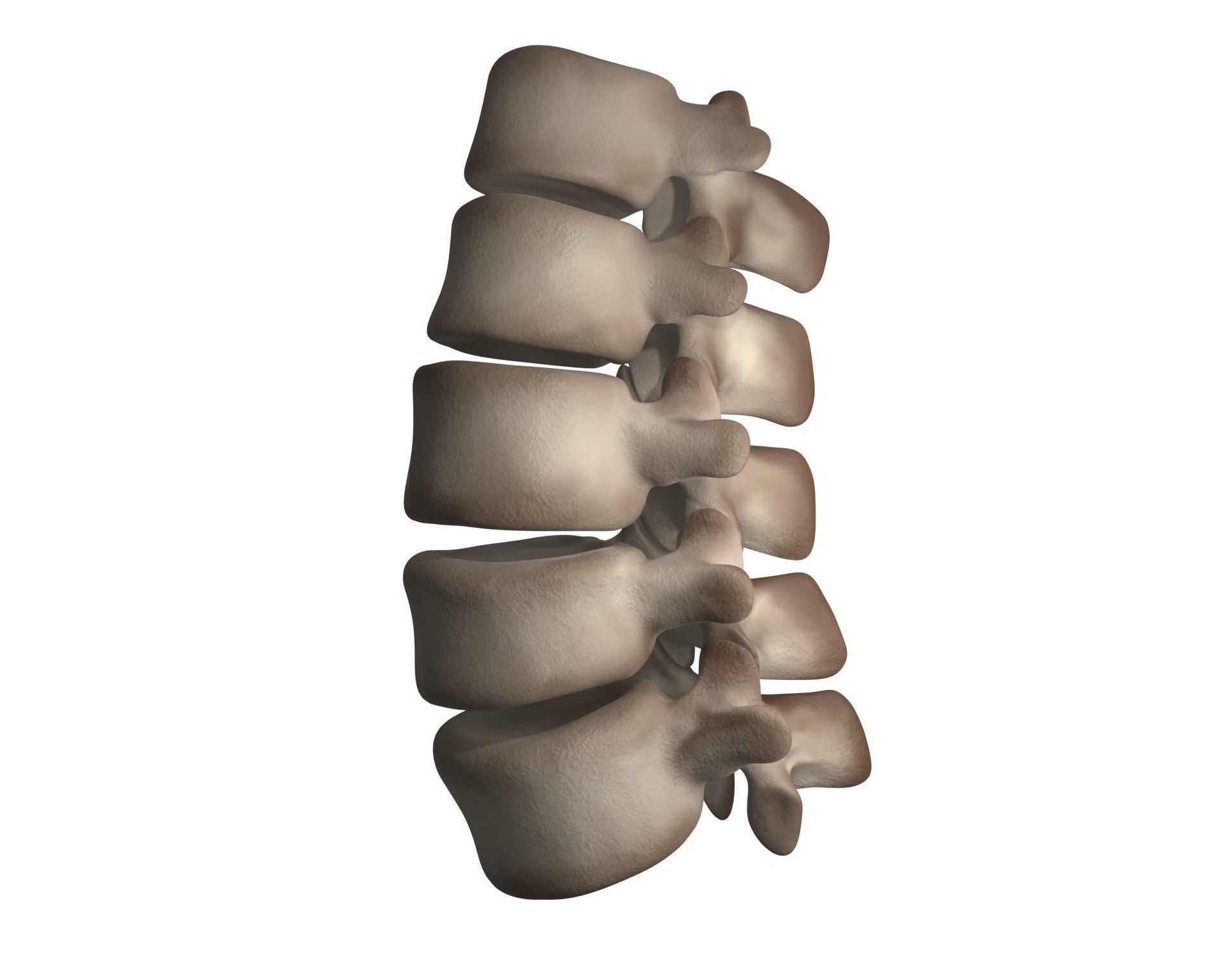 Lumbar Spine 3D model_14