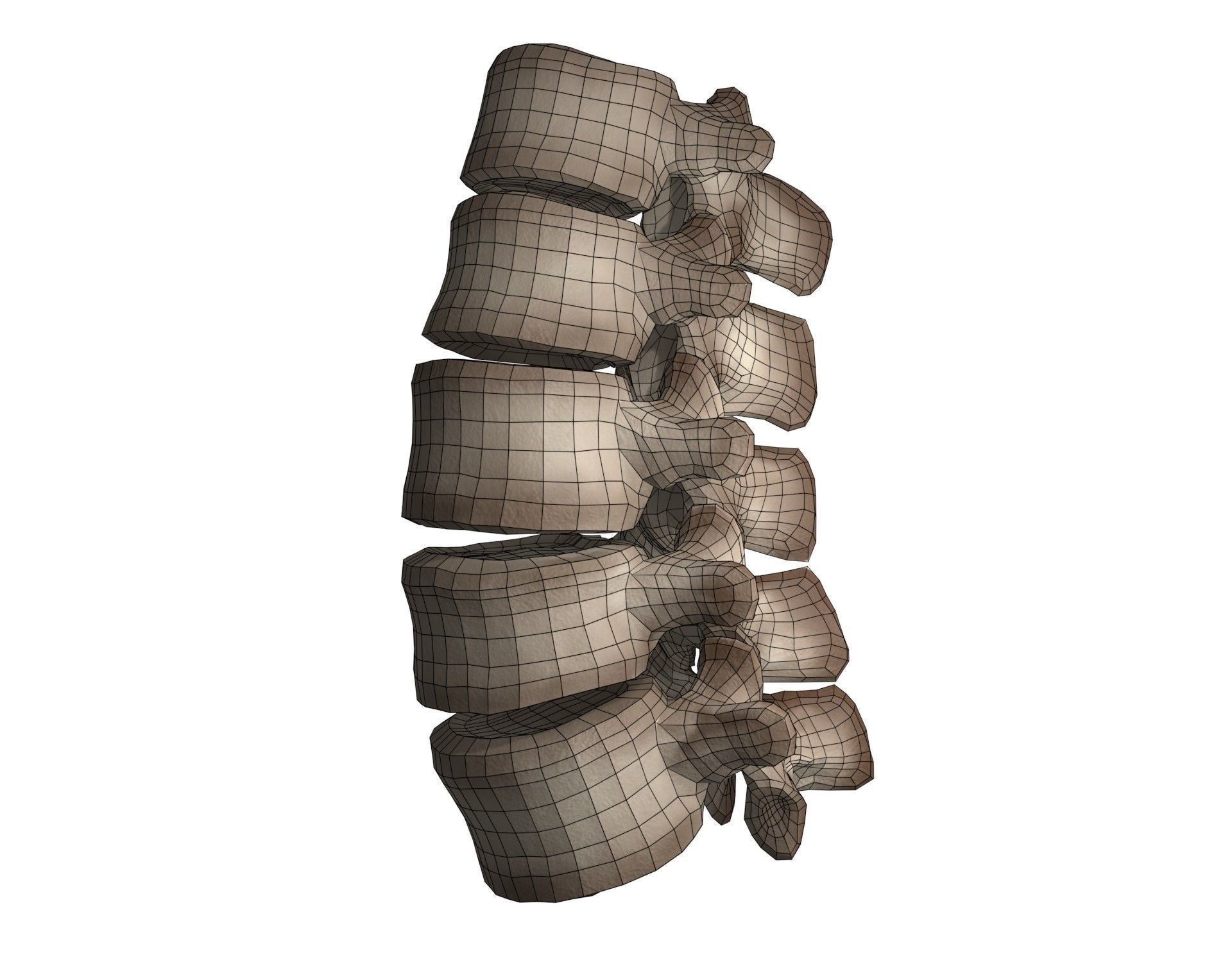 Lumbar Spine 3D model_15