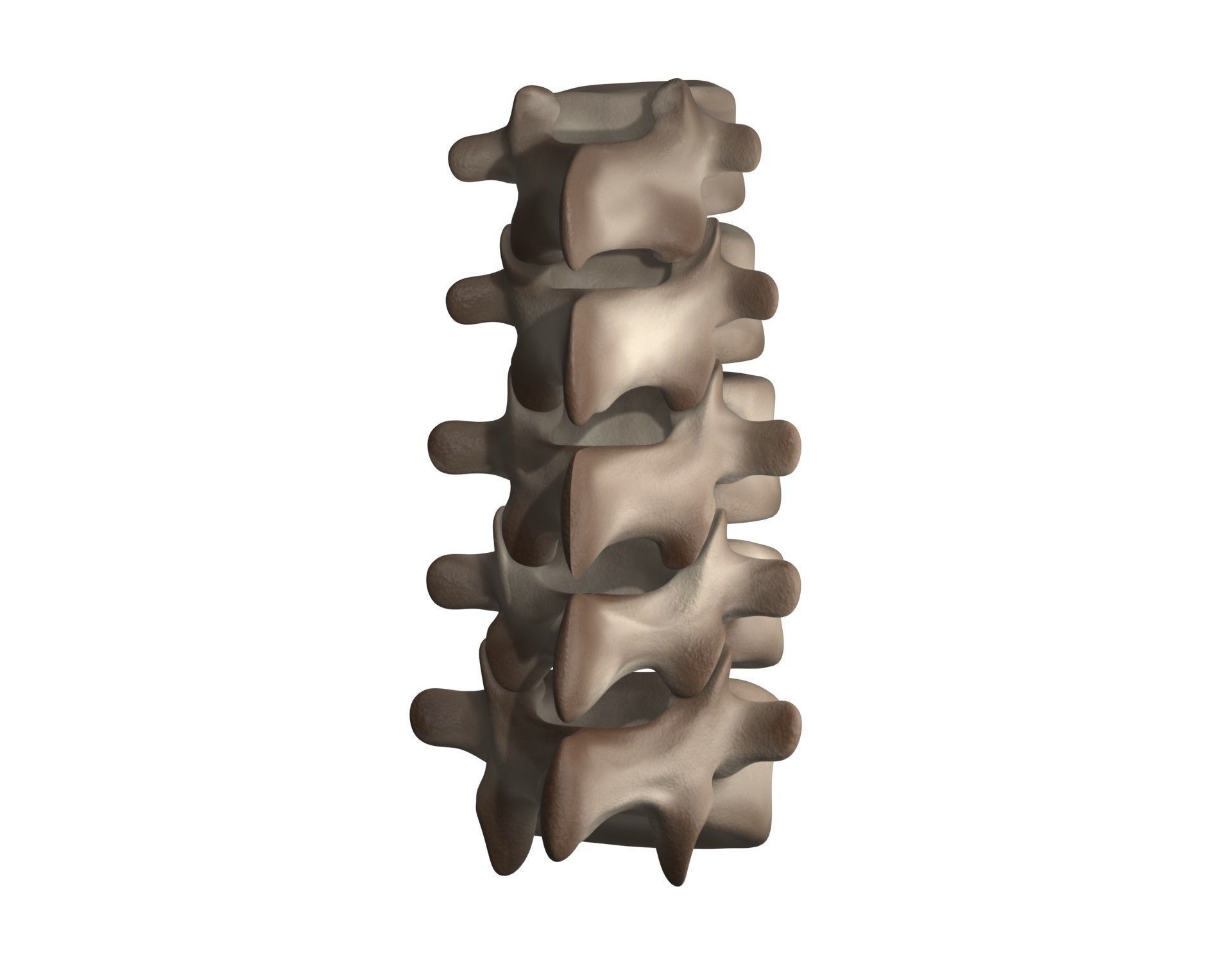 Lumbar Spine 3D model_8