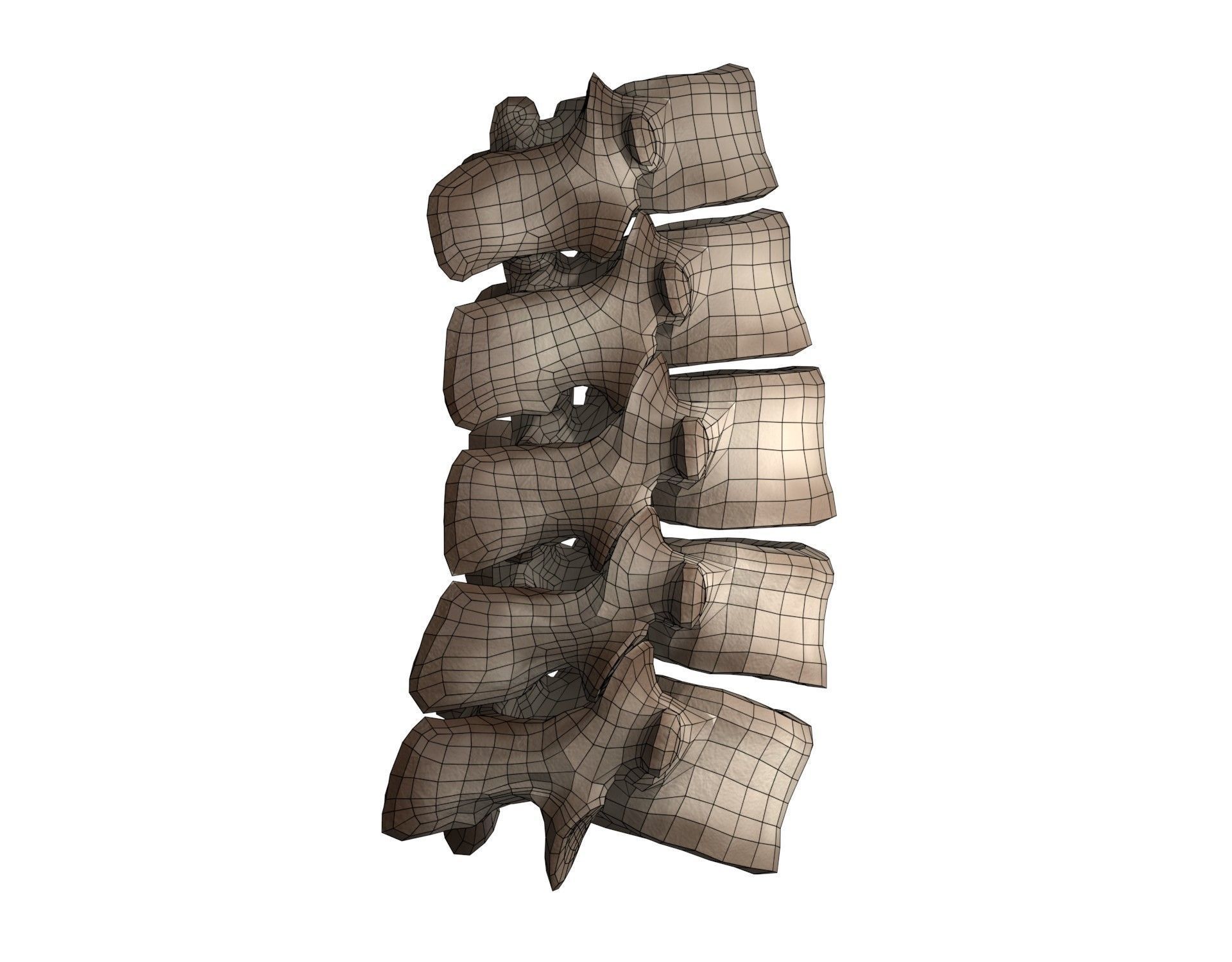 Lumbar Spine 3D model_7