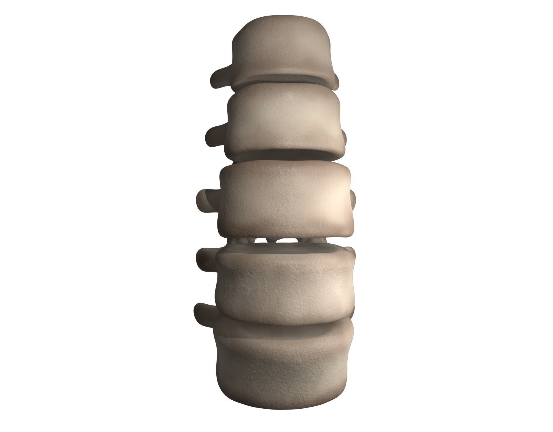Lumbar Spine 3D model_18