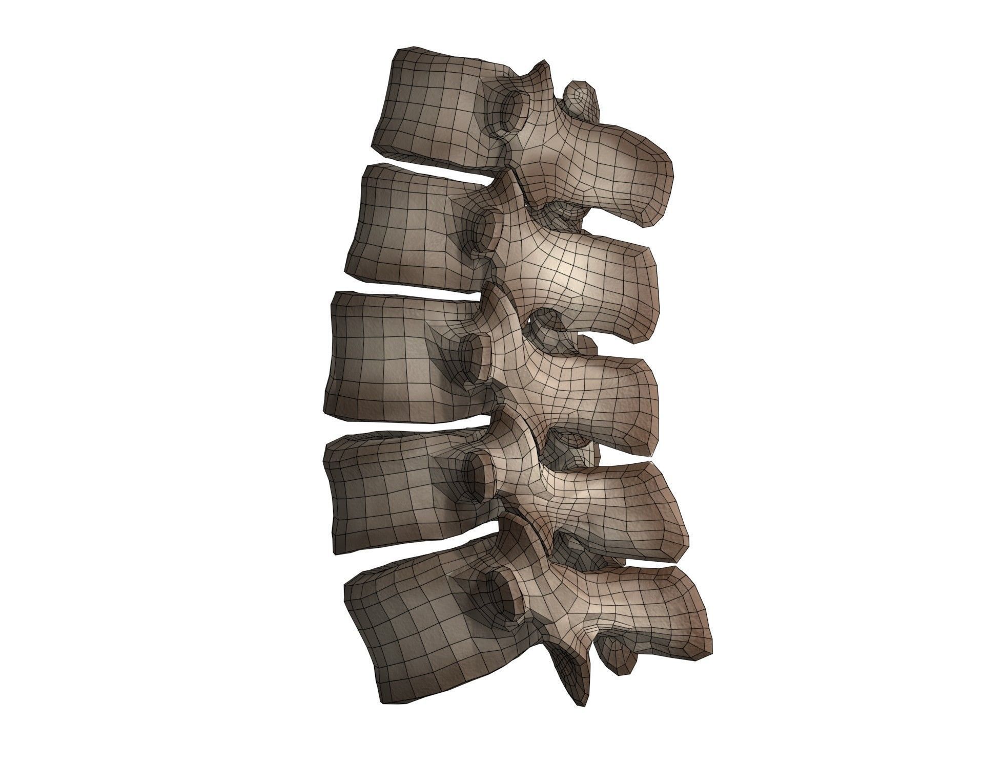 Lumbar Spine 3D model_13