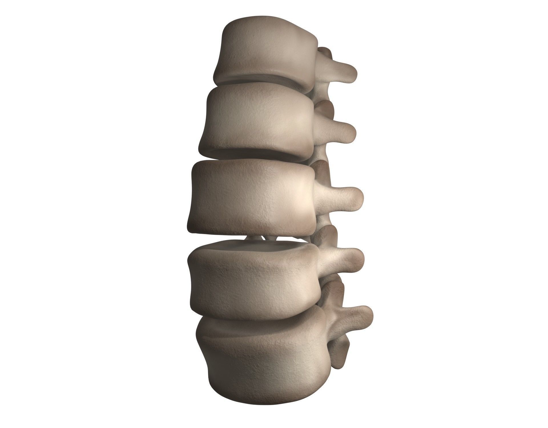 Lumbar Spine 3D model_16