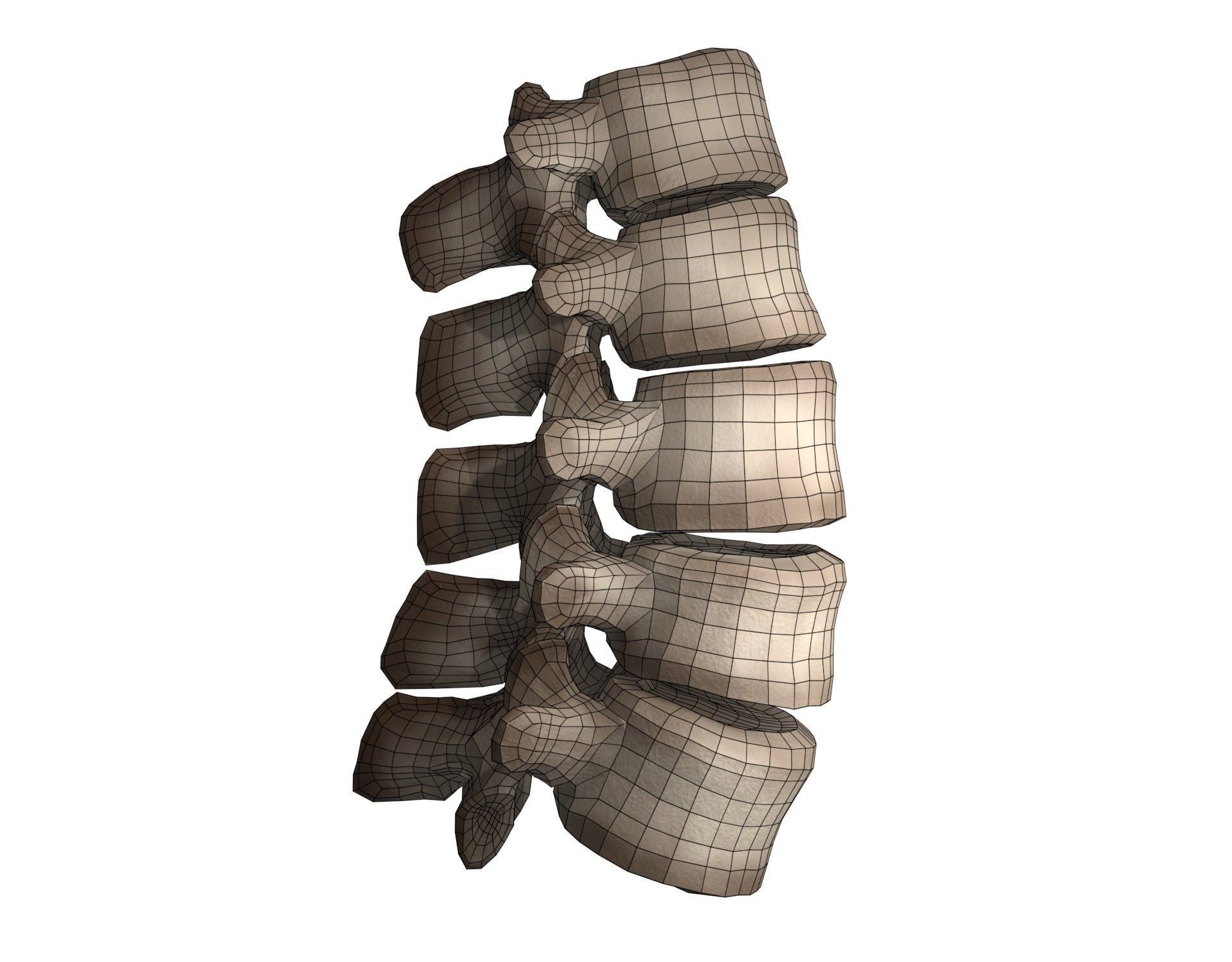 Lumbar Spine 3D model_5
