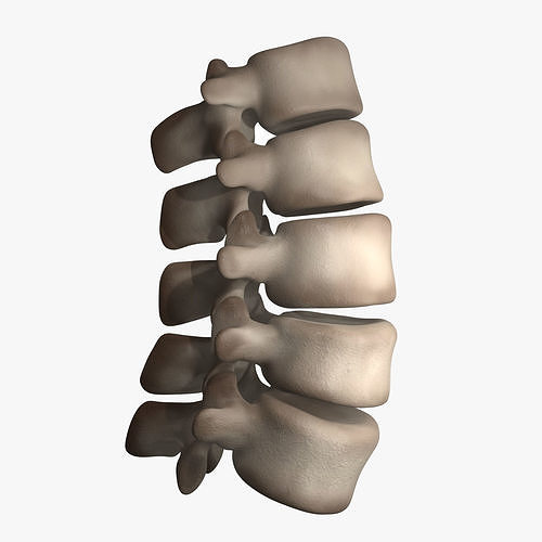 Lumbar Spine 3D model