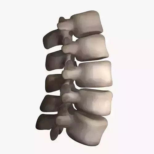 Lumbar Spine 3D model