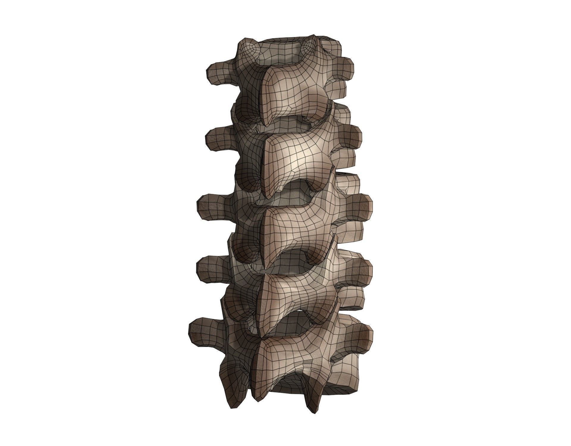 Lumbar Spine 3D model_9