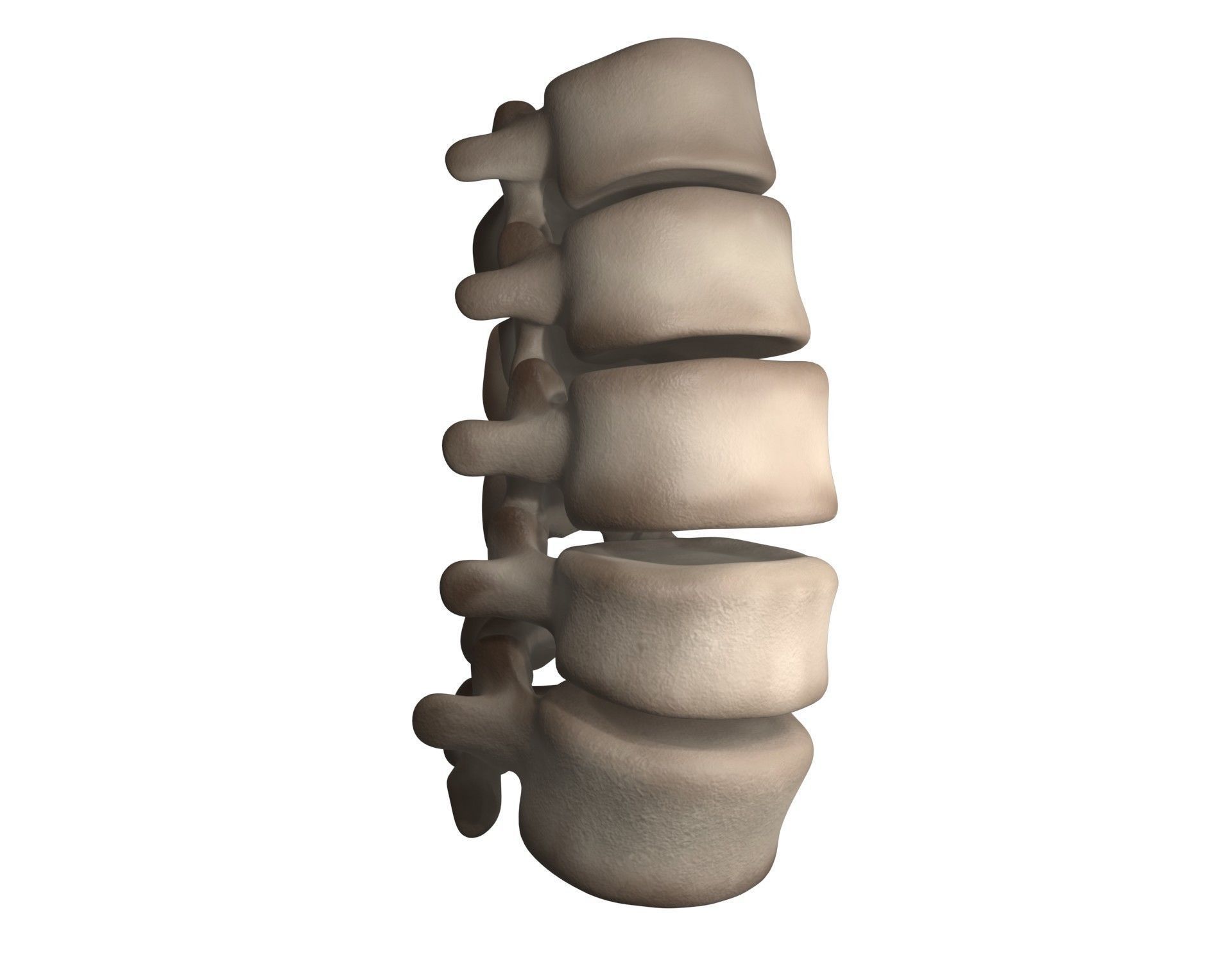 Lumbar Spine 3D model_2