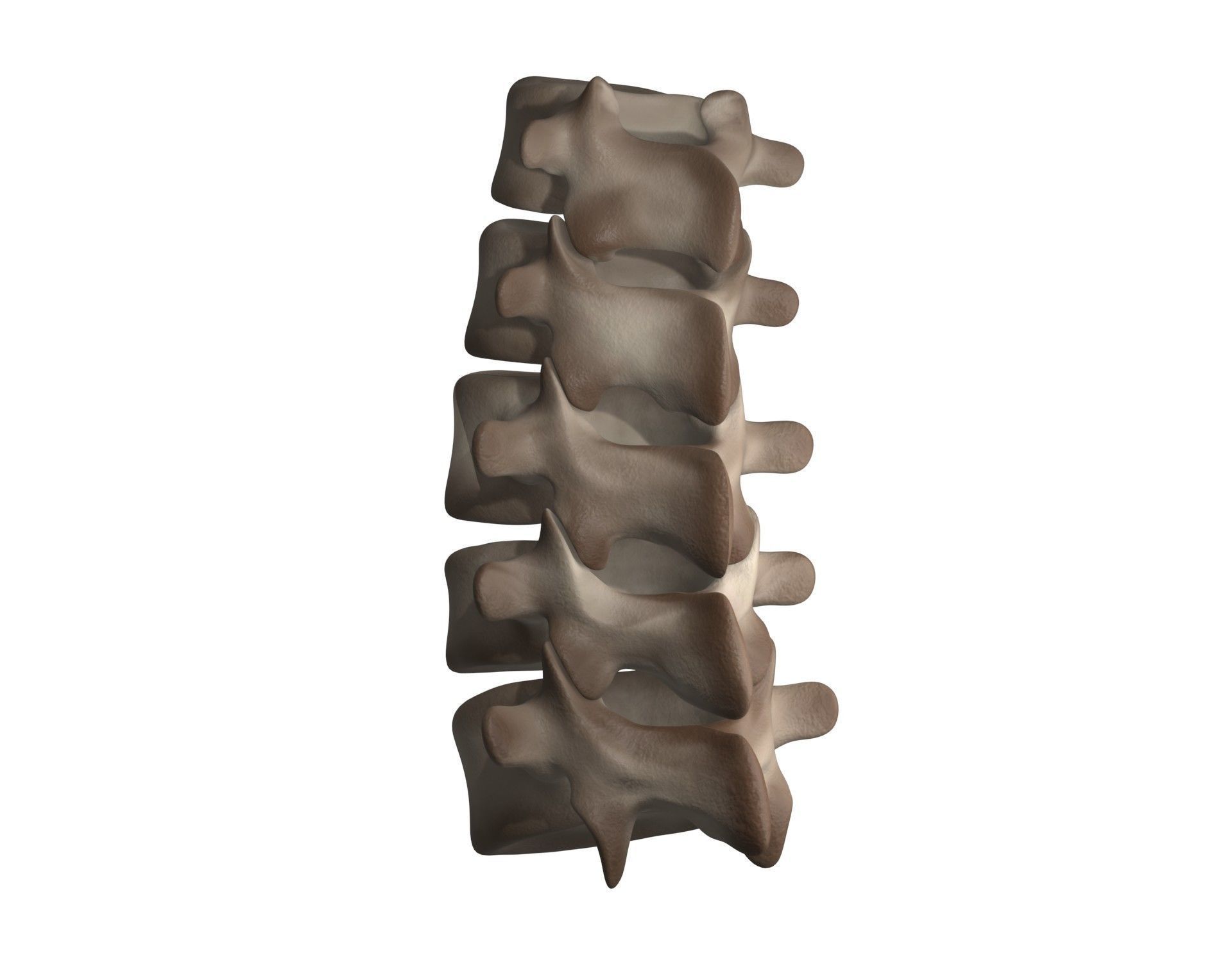Lumbar Spine 3D model_10
