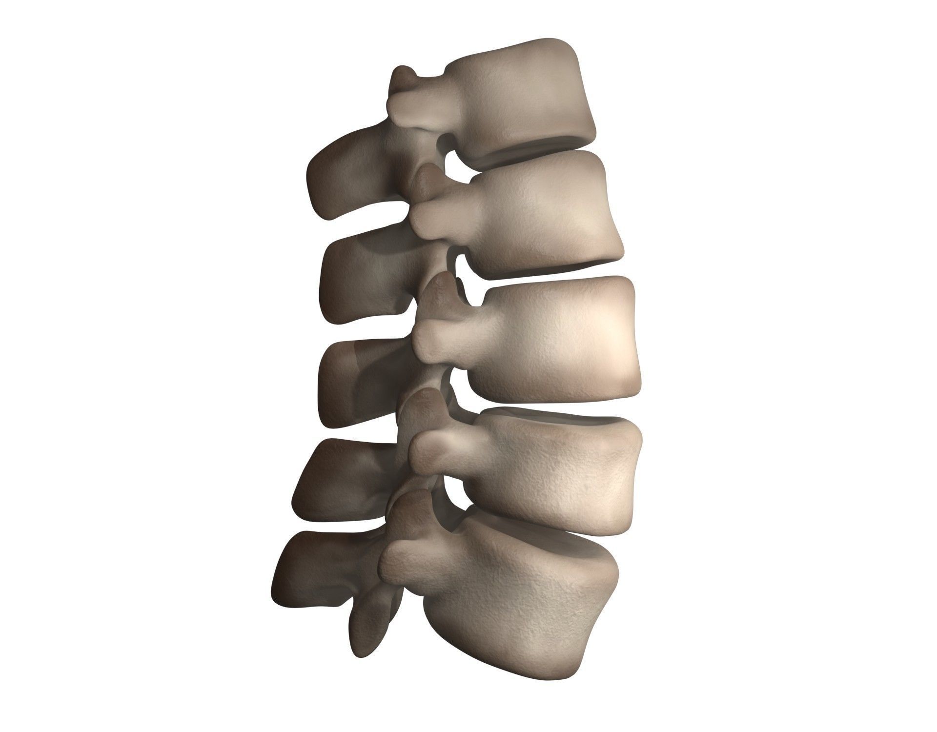 Lumbar Spine 3D model_4