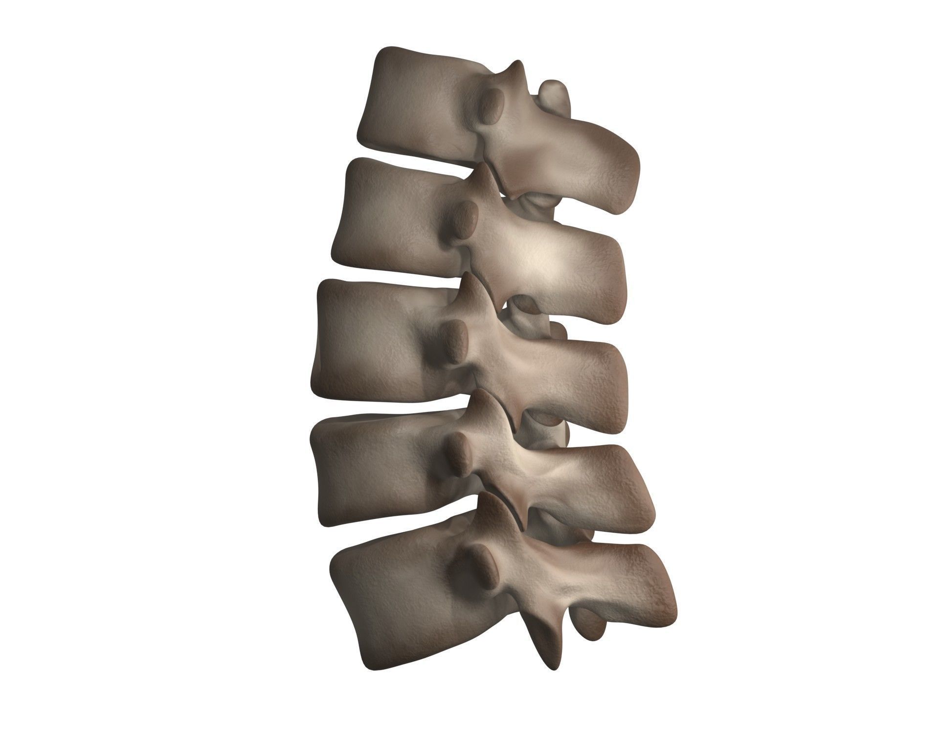 Lumbar Spine 3D model_12