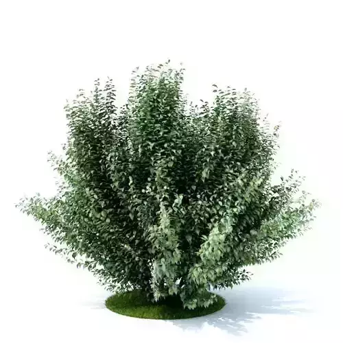 Dark Green Bush