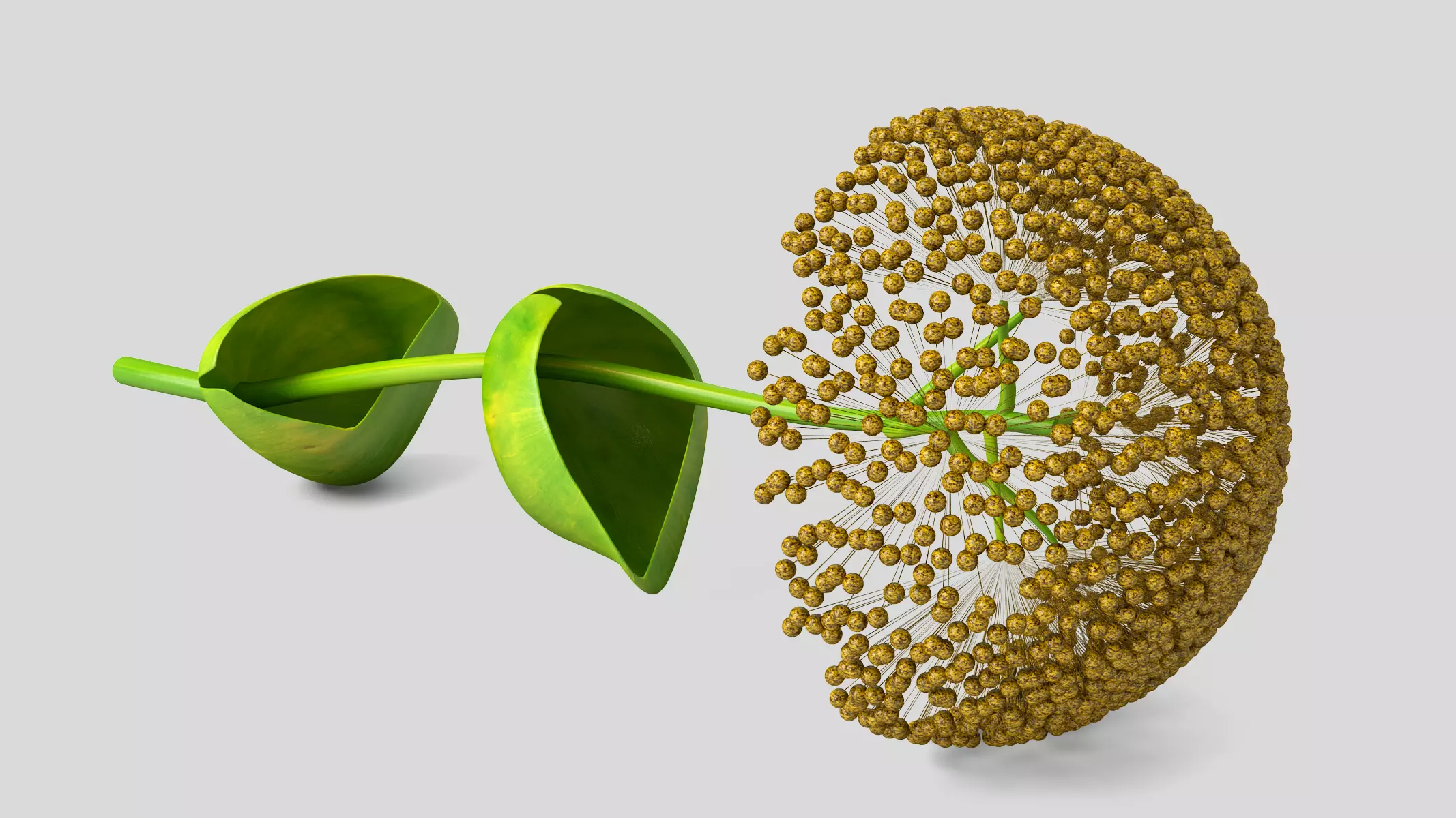 Ferula flower 3D model