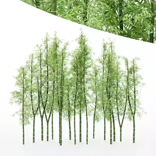 diffrent tree Bamboo Cluster