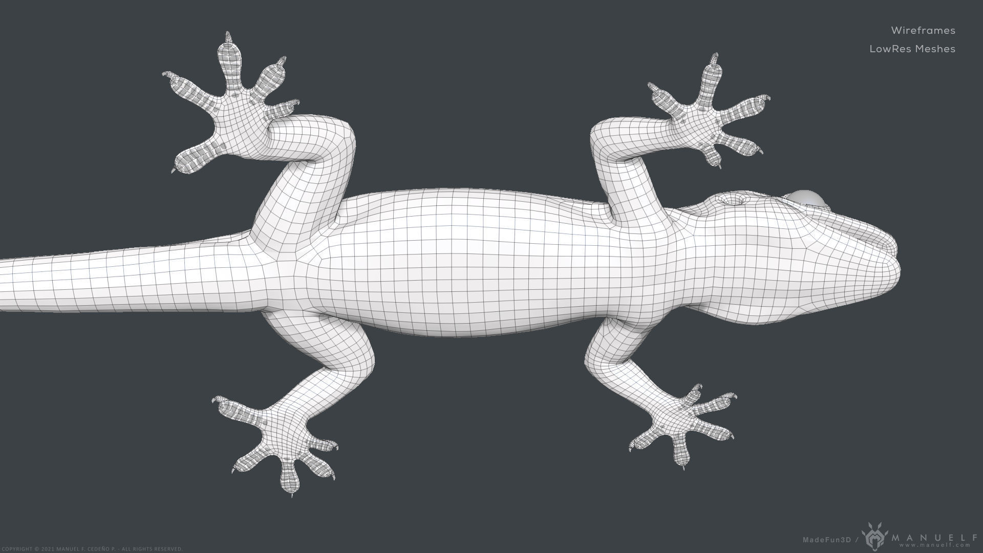 Tropical House Gecko Lizard - Highpoly Model 3D model_24