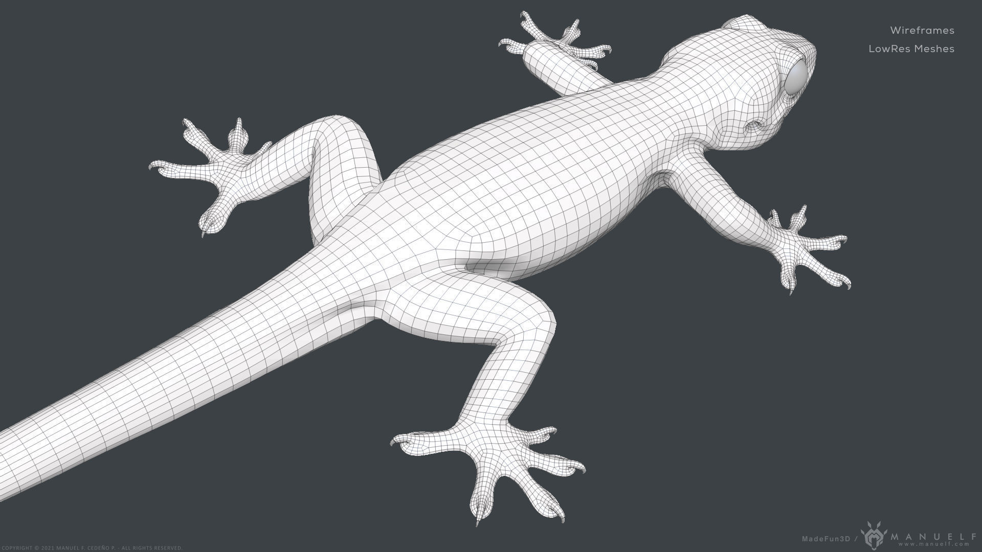 Tropical House Gecko Lizard - Highpoly Model 3D model_23