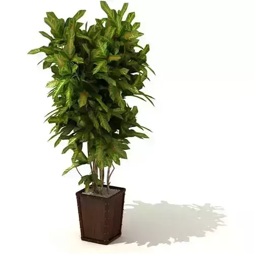 Tall Green Leafy Plant In A Brown Square Pot