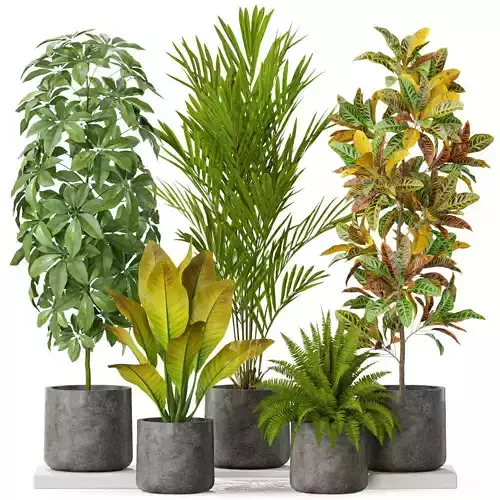 Plants collection 579 3D model