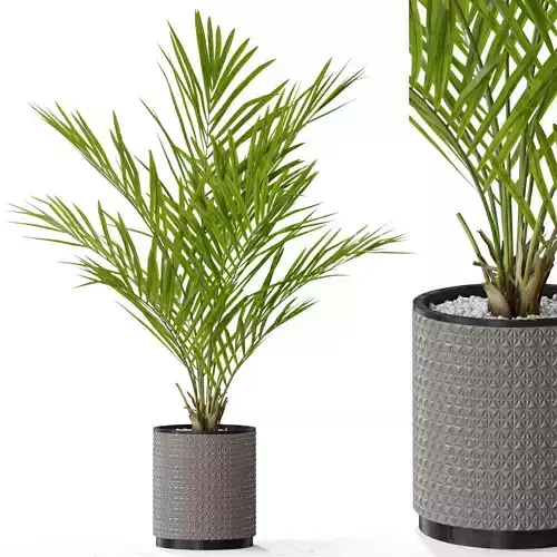 Plants collection 580 3D model
