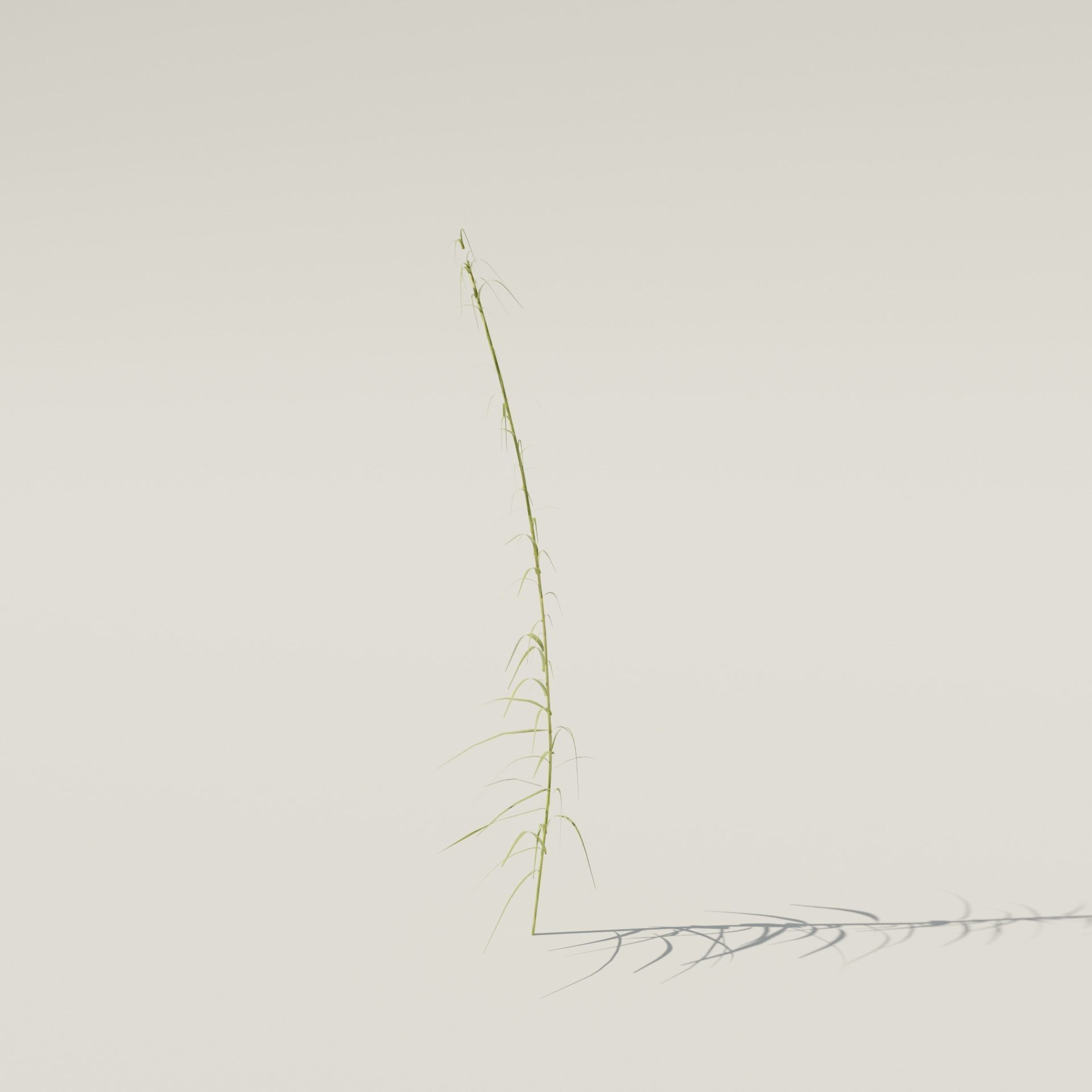 Reeds grass - grass 3D model_5