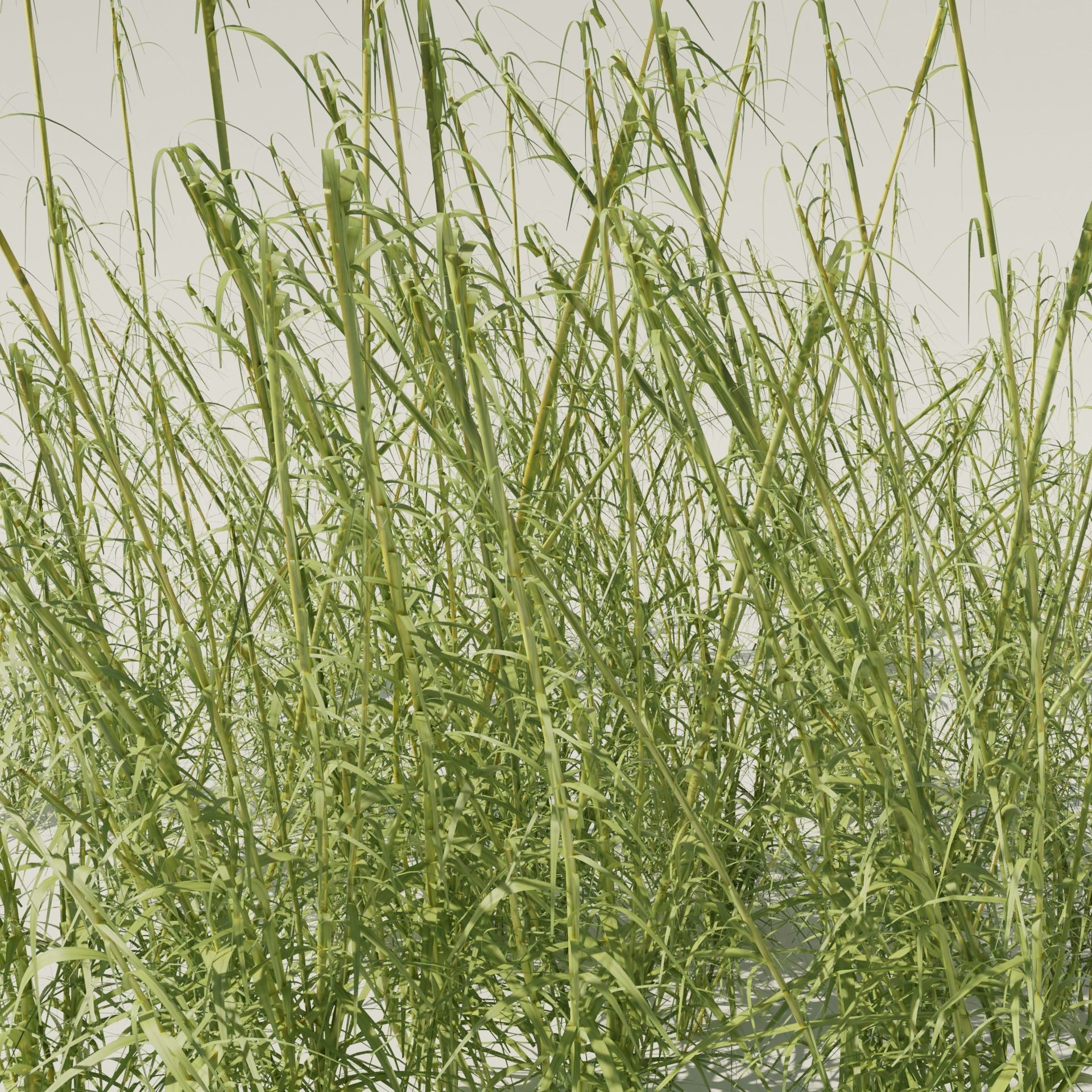 Reeds grass - grass 3D model_1