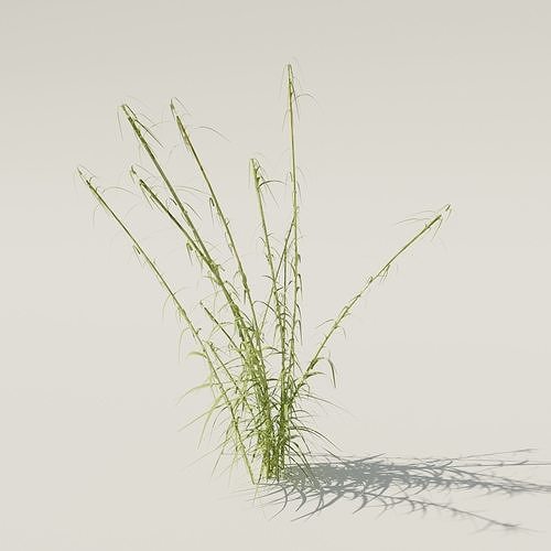 Reeds grass - grass 3D model