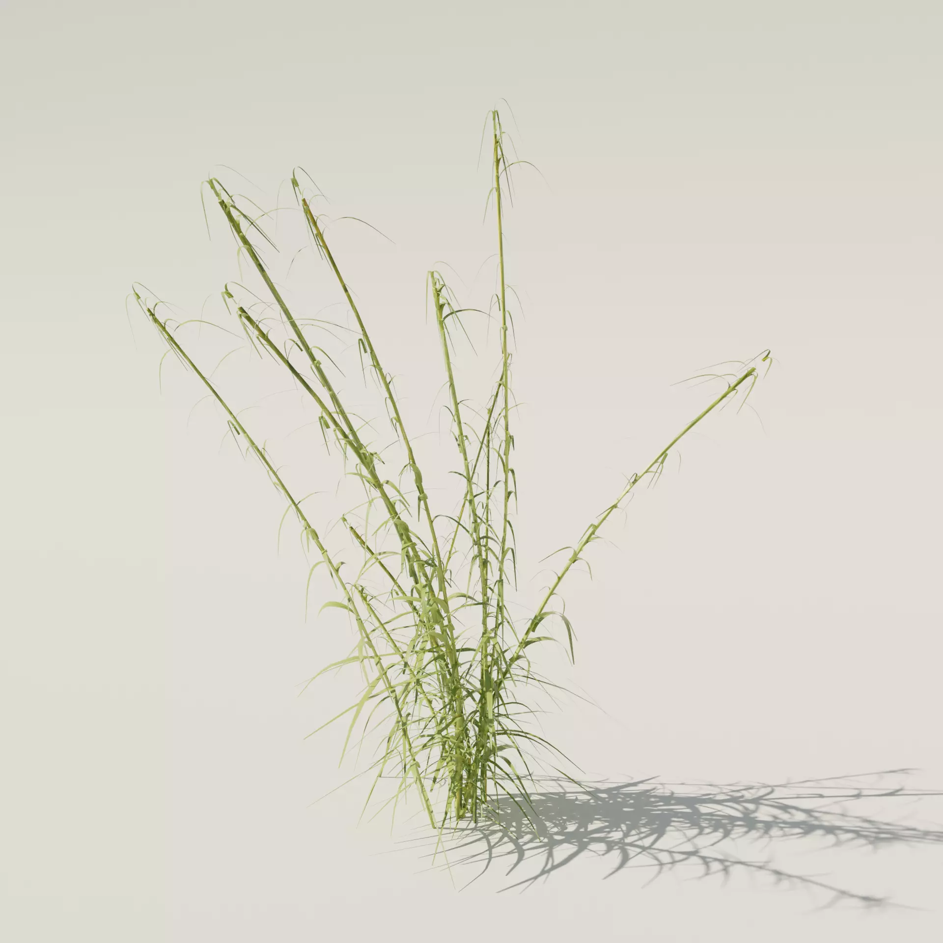 Reeds grass - grass 3D model_0
