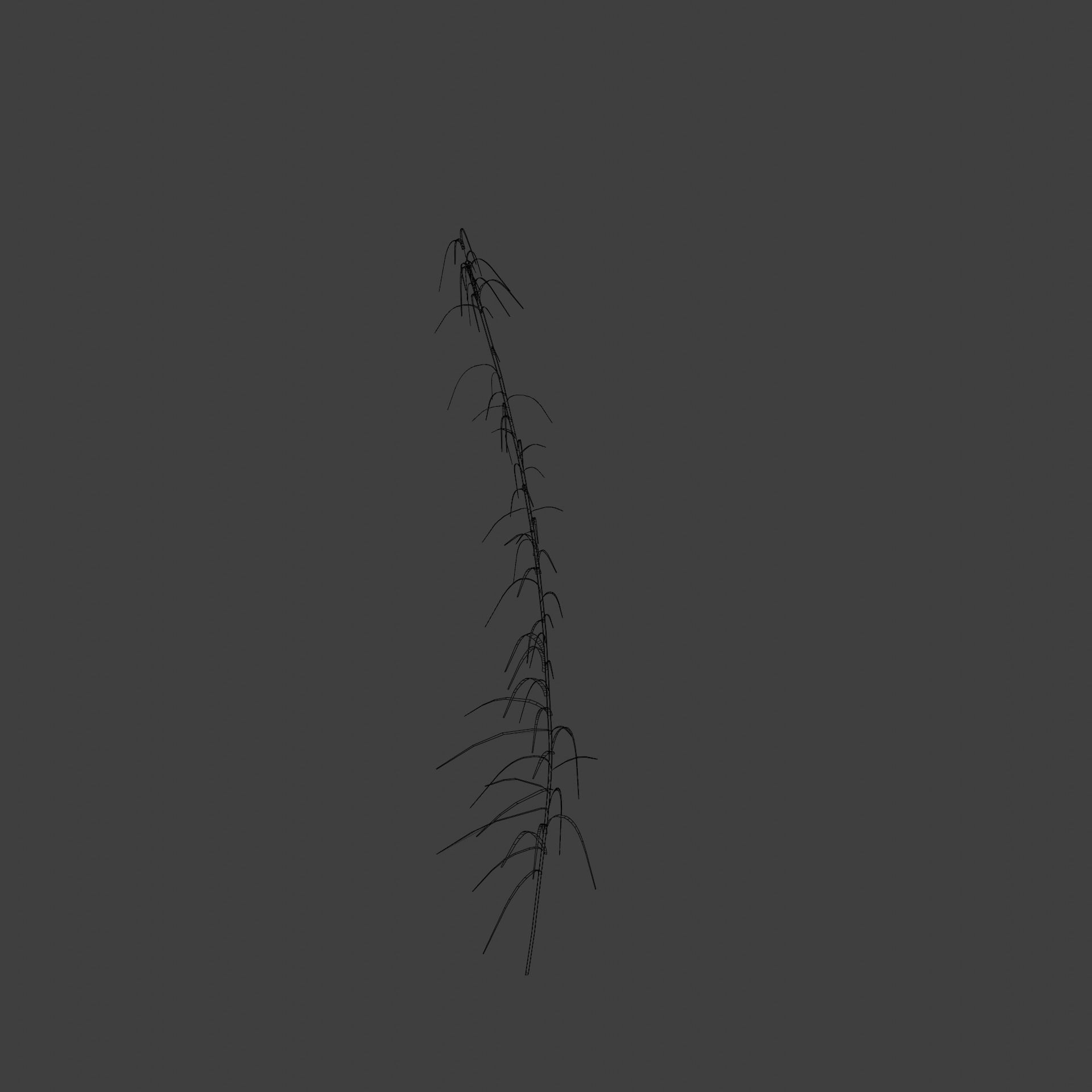 Reeds grass - grass 3D model_7