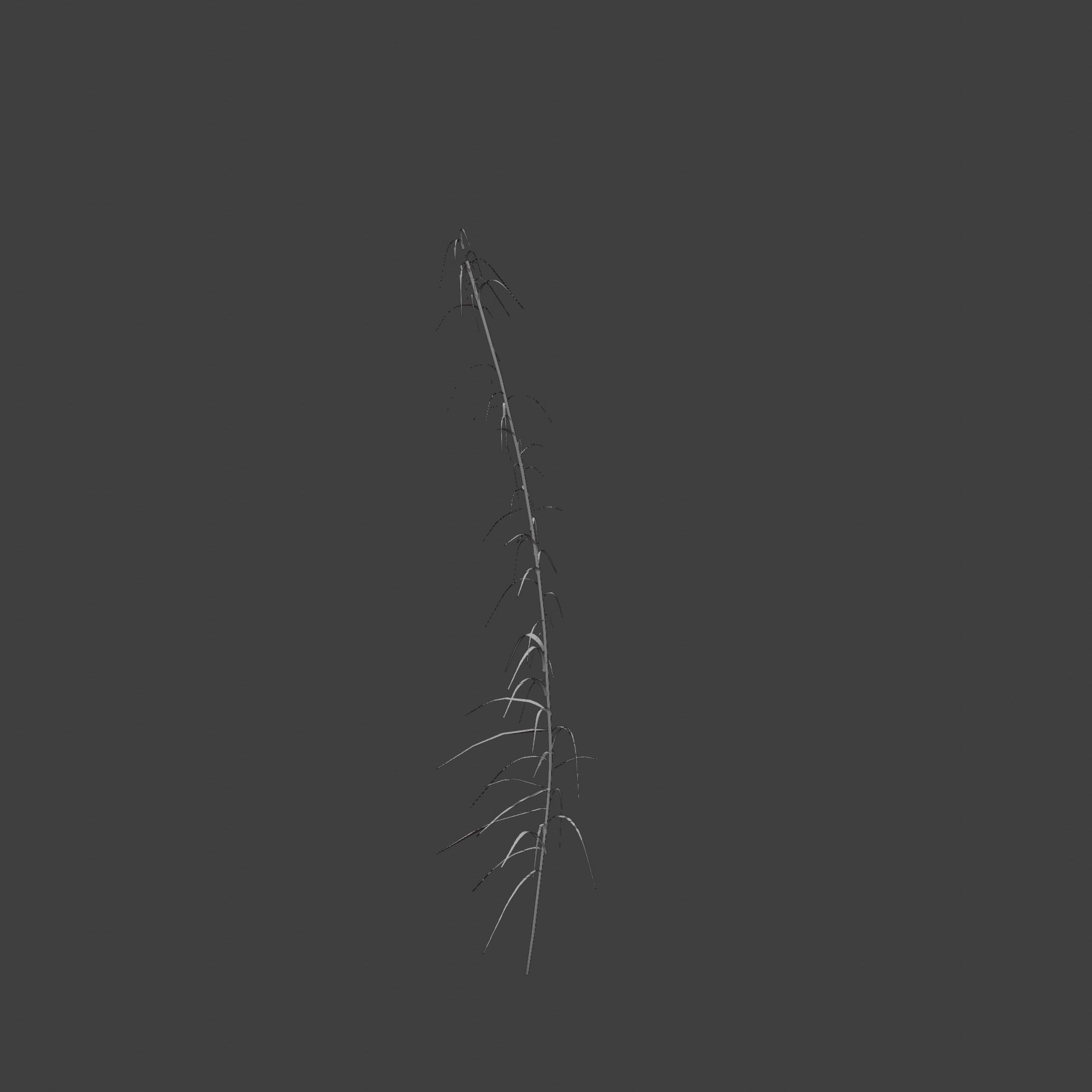Reeds grass - grass 3D model_6