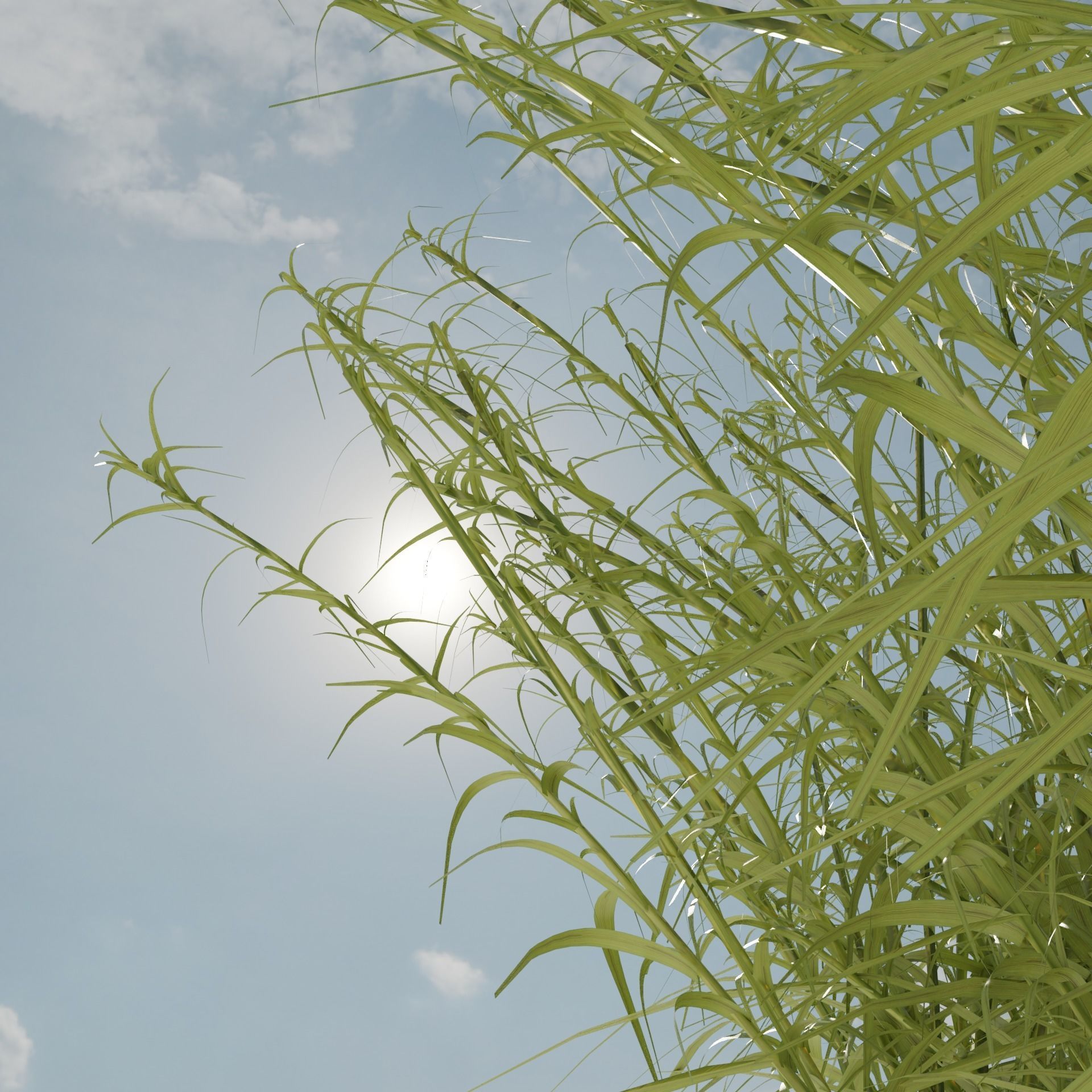 Reeds grass - grass 3D model_2
