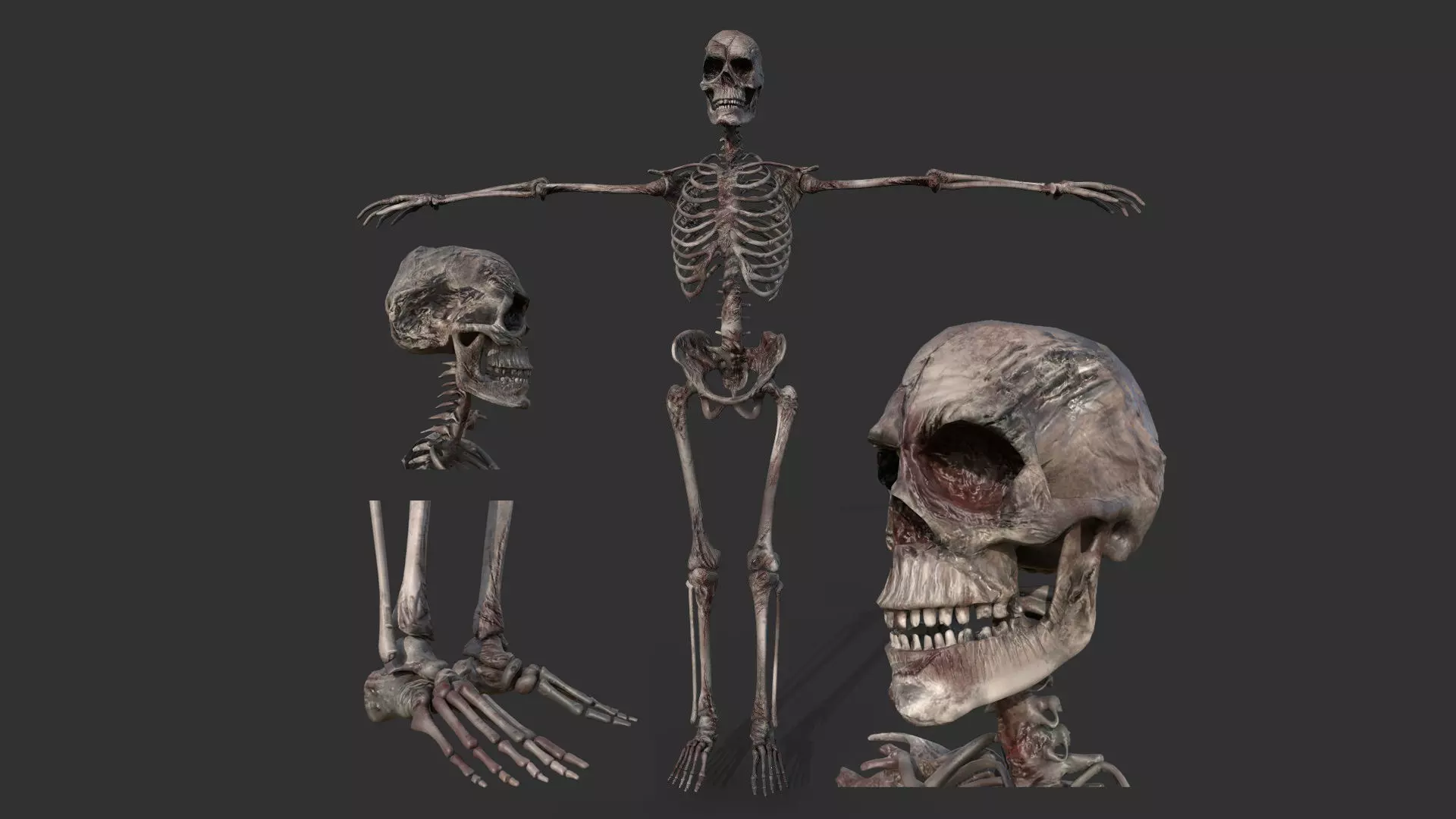 Human Skeleton Free 3D model