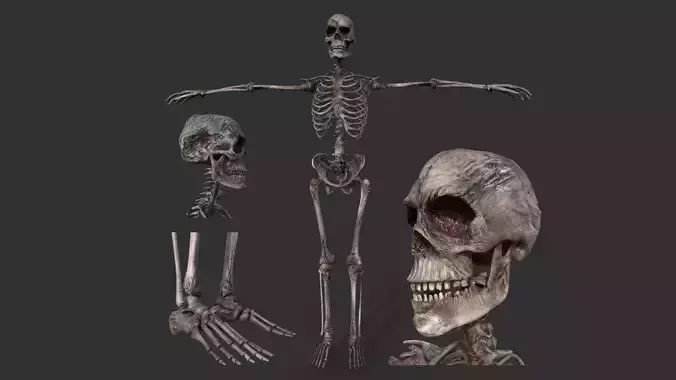 Human Skeleton